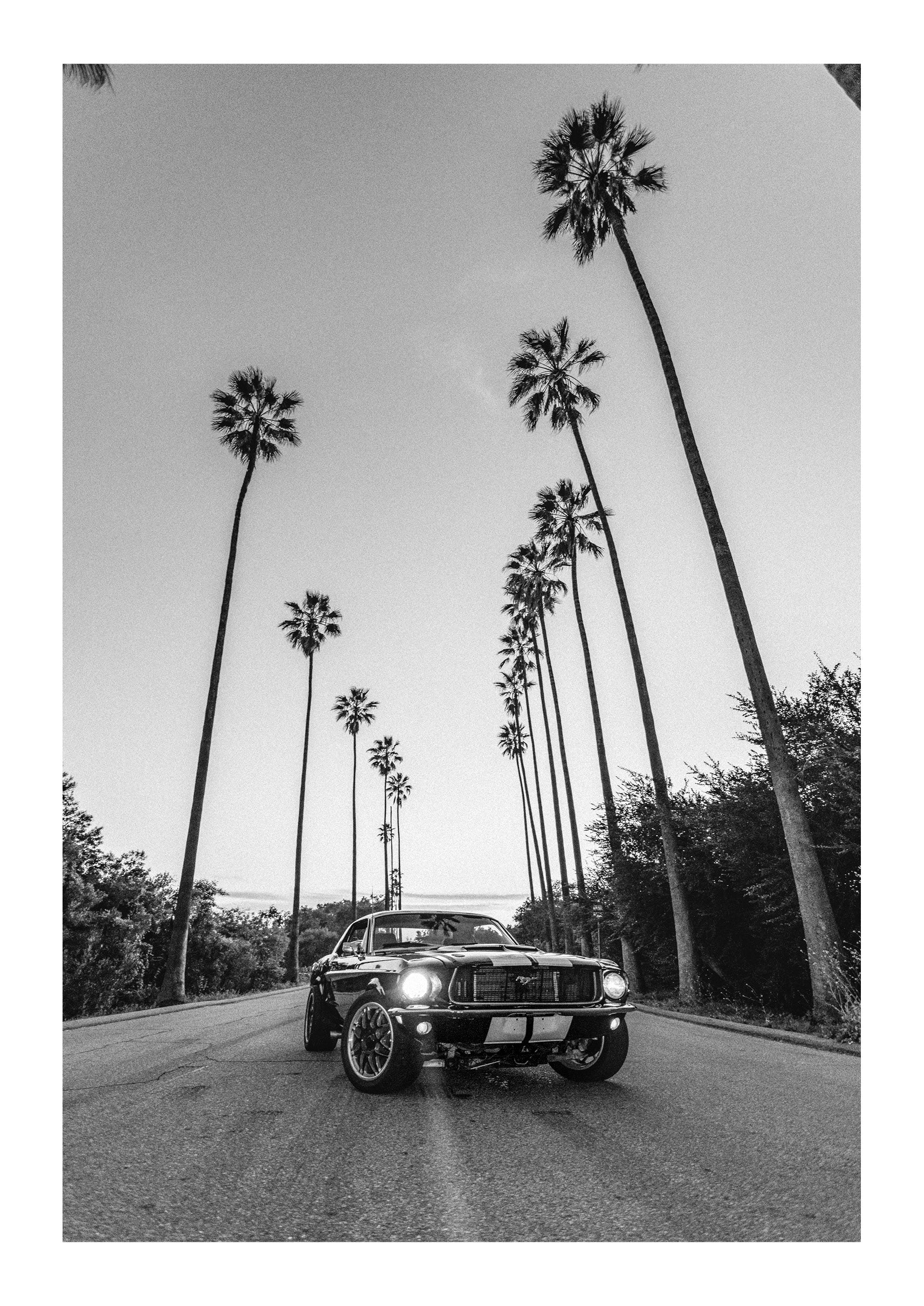 LA Muscle