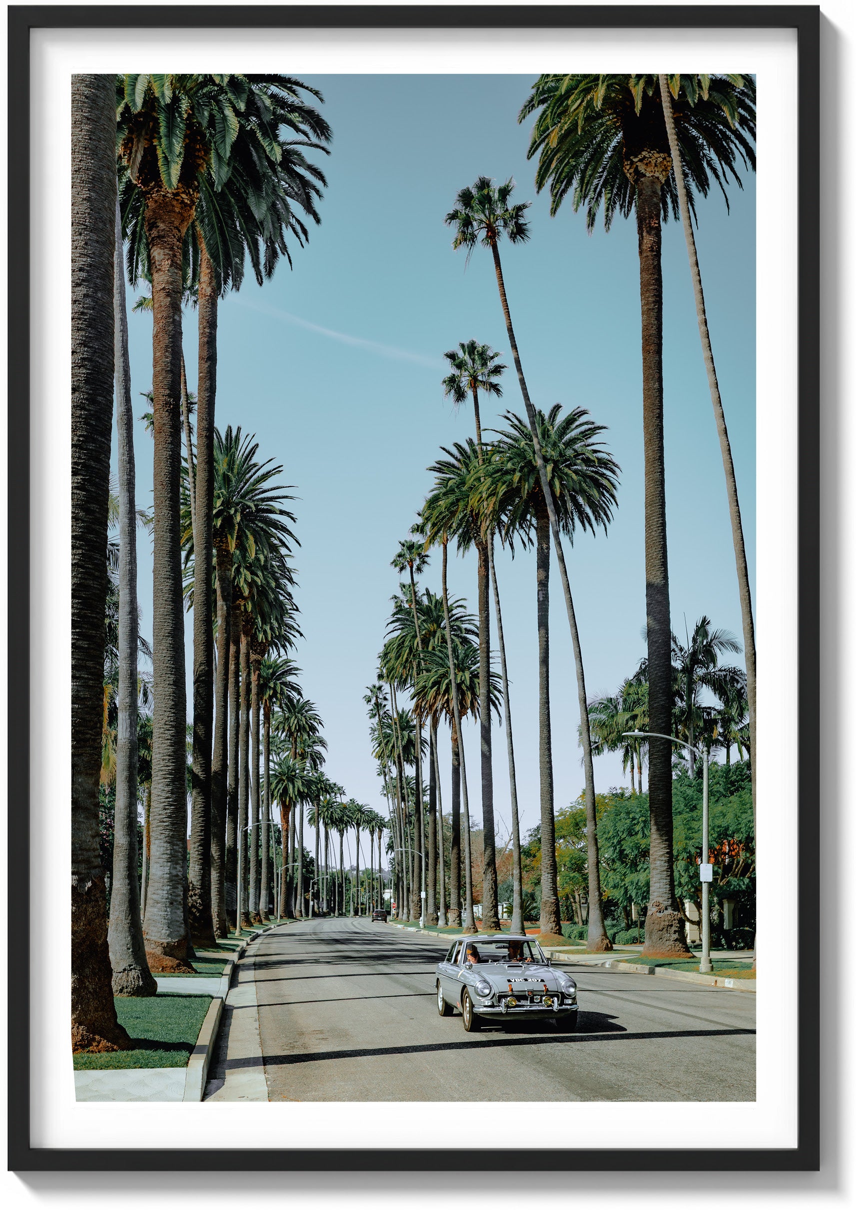 Riding the Palms