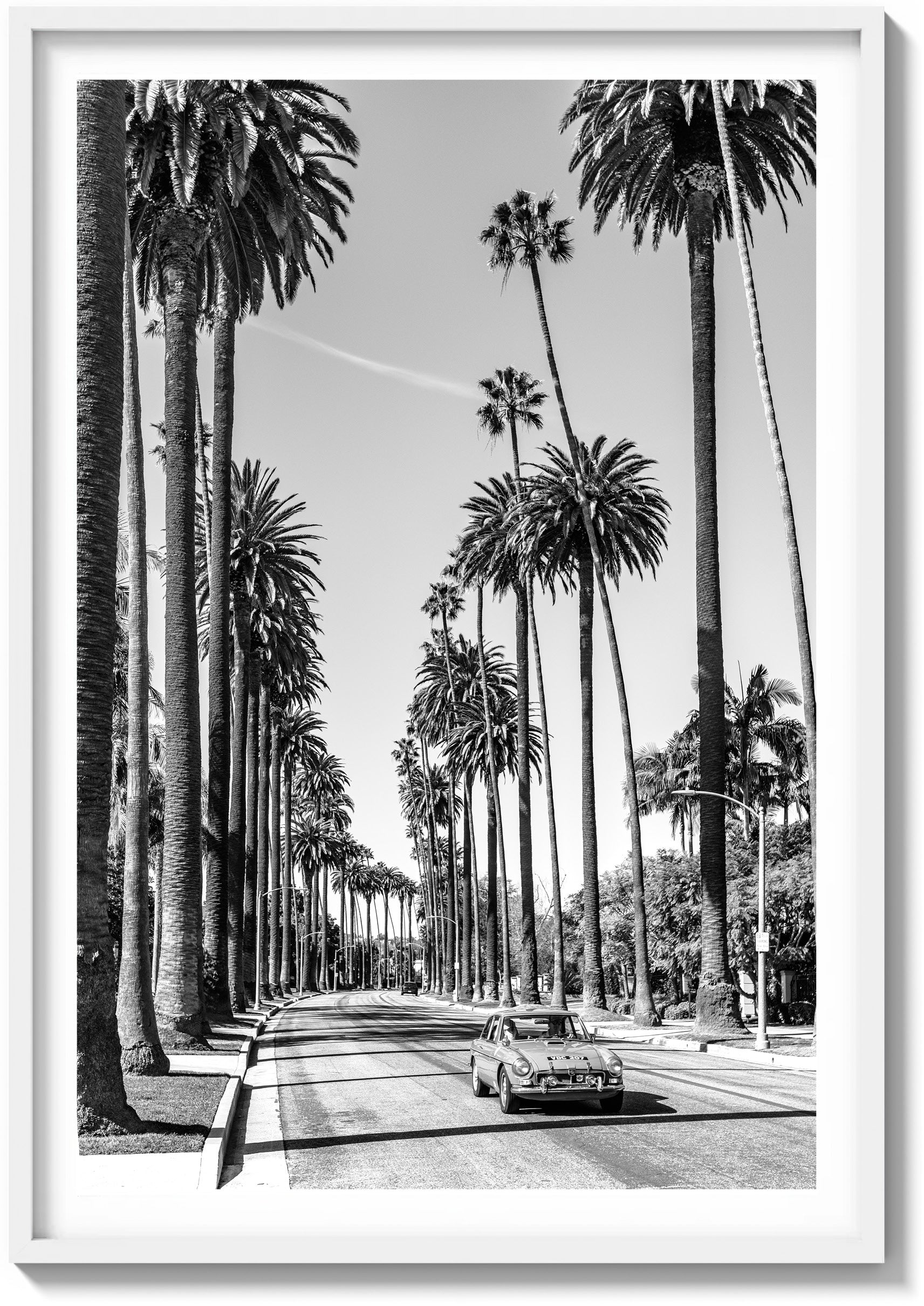 Riding the Palms