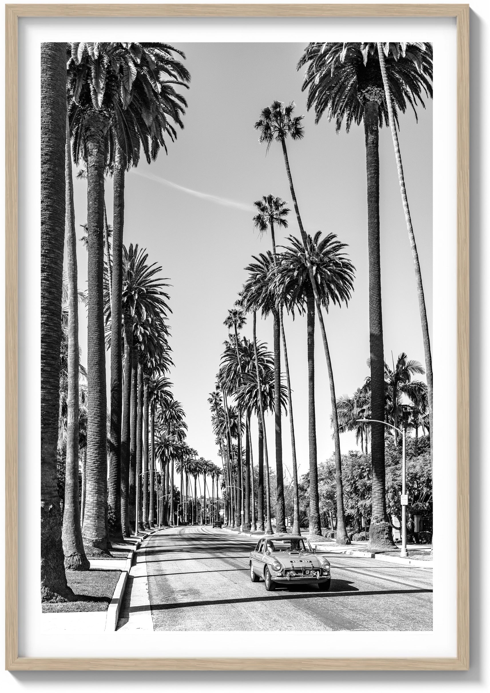 Riding the Palms