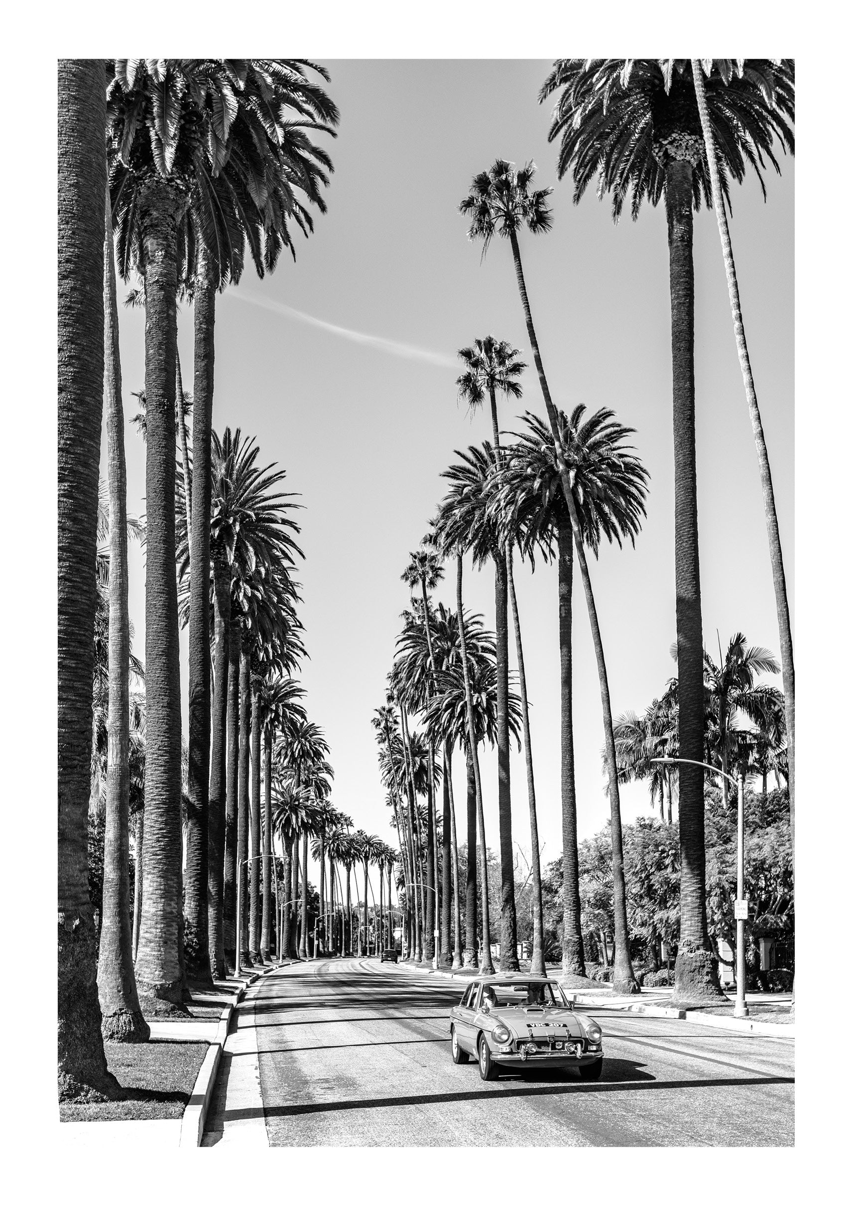 Riding the Palms