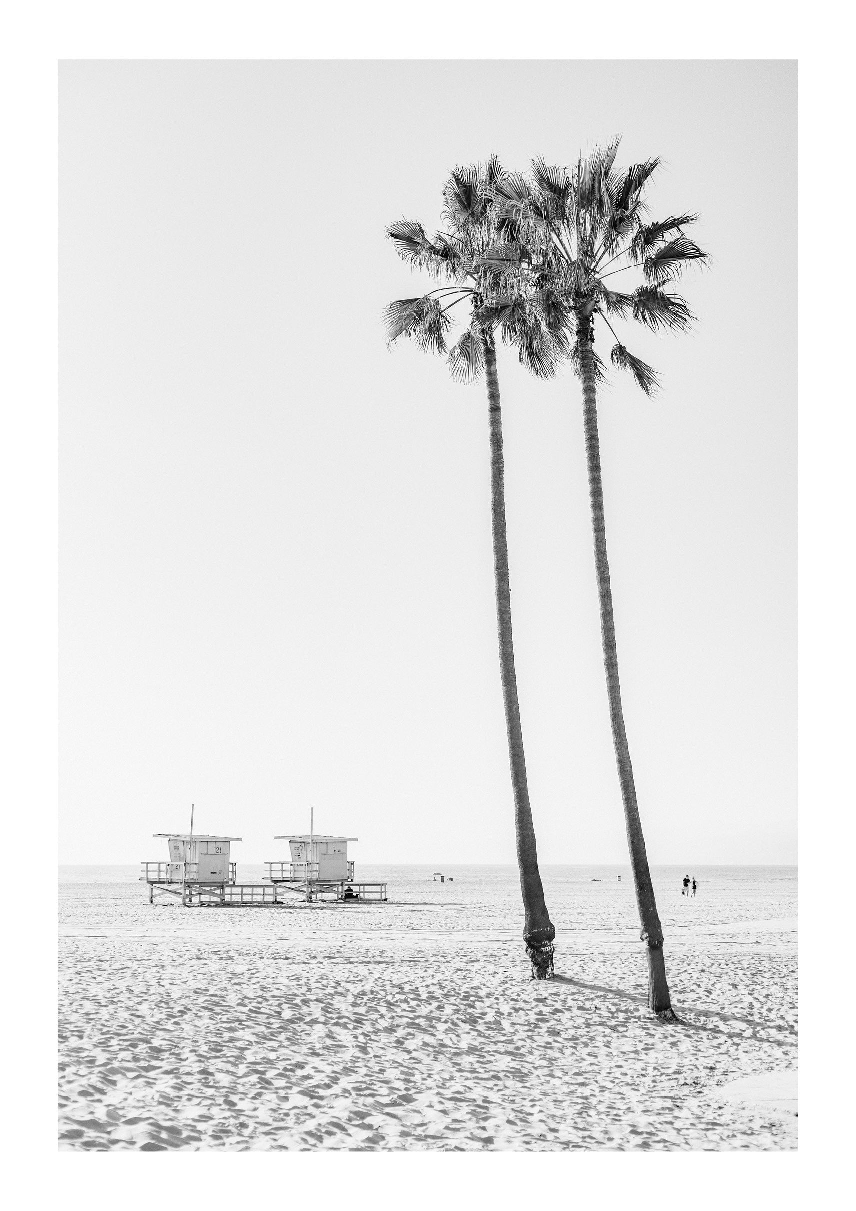 Lone Palms in Santa Monica