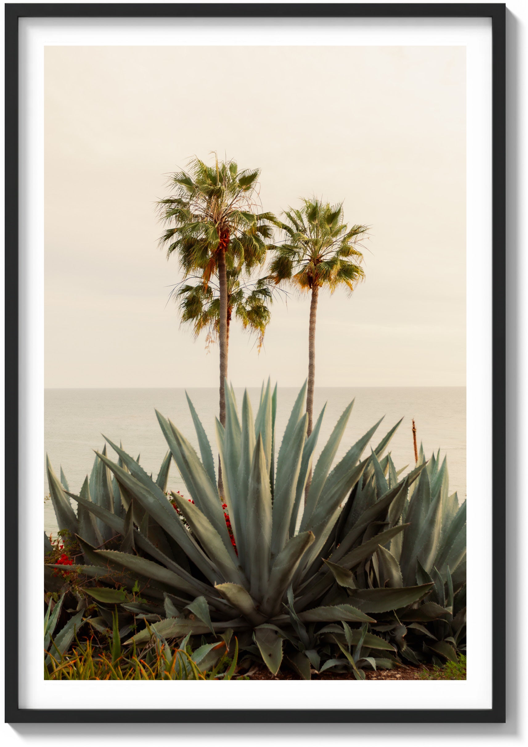 Agave & Palm
