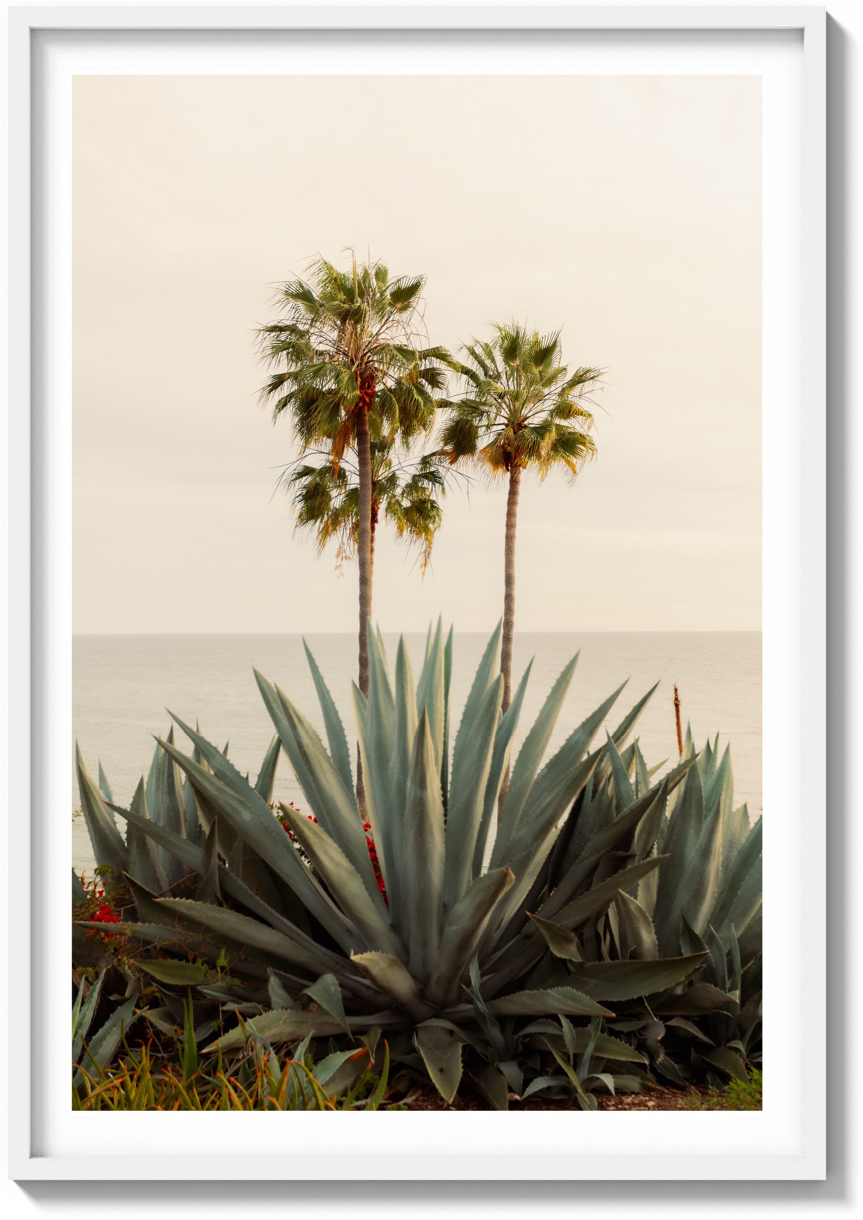 Agave & Palm