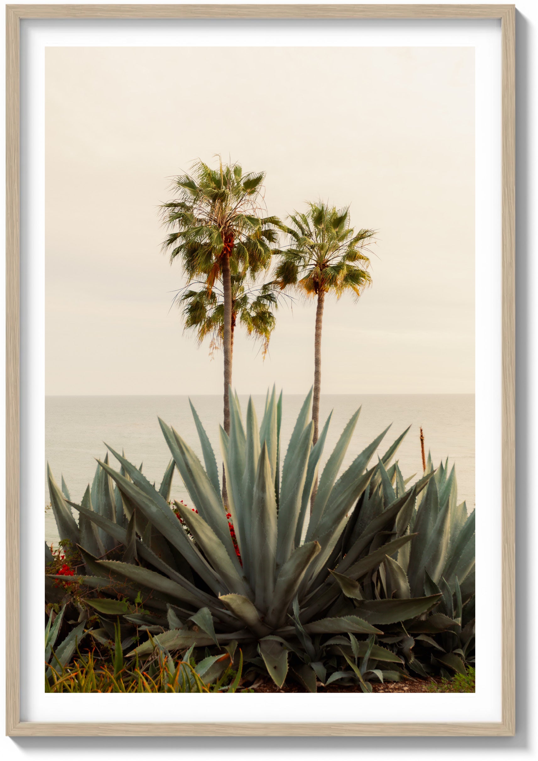 Agave & Palm