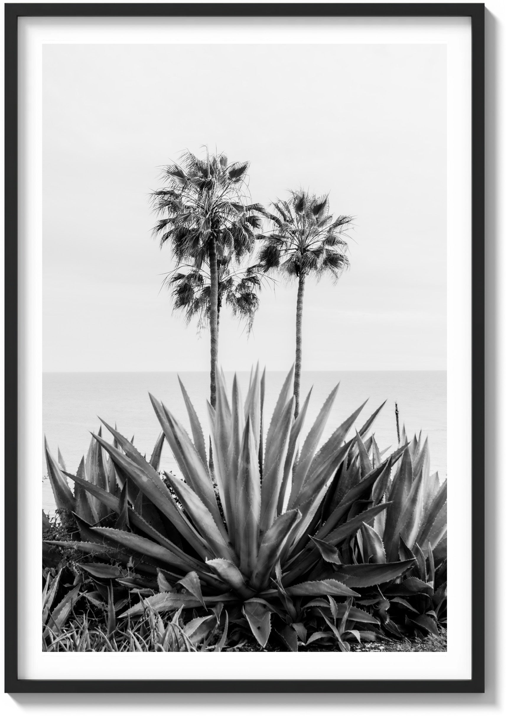Agave & Palm