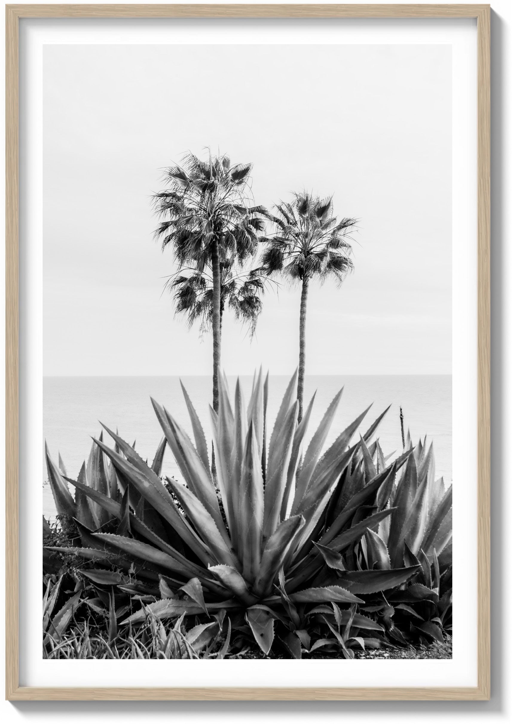 Agave & Palm