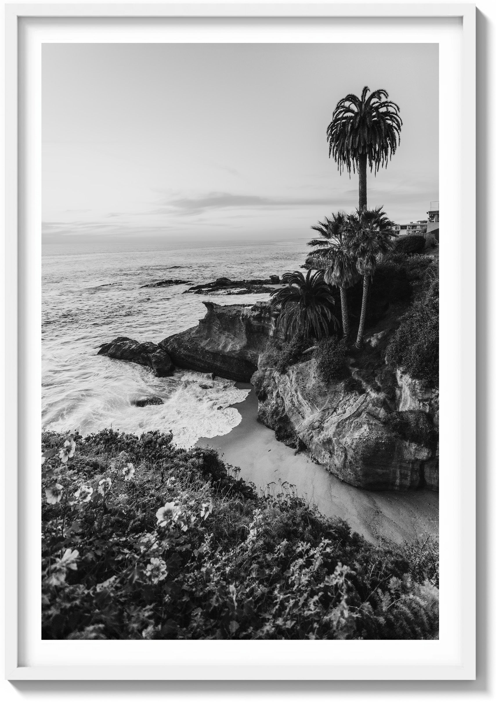 Lone Laguna Palm