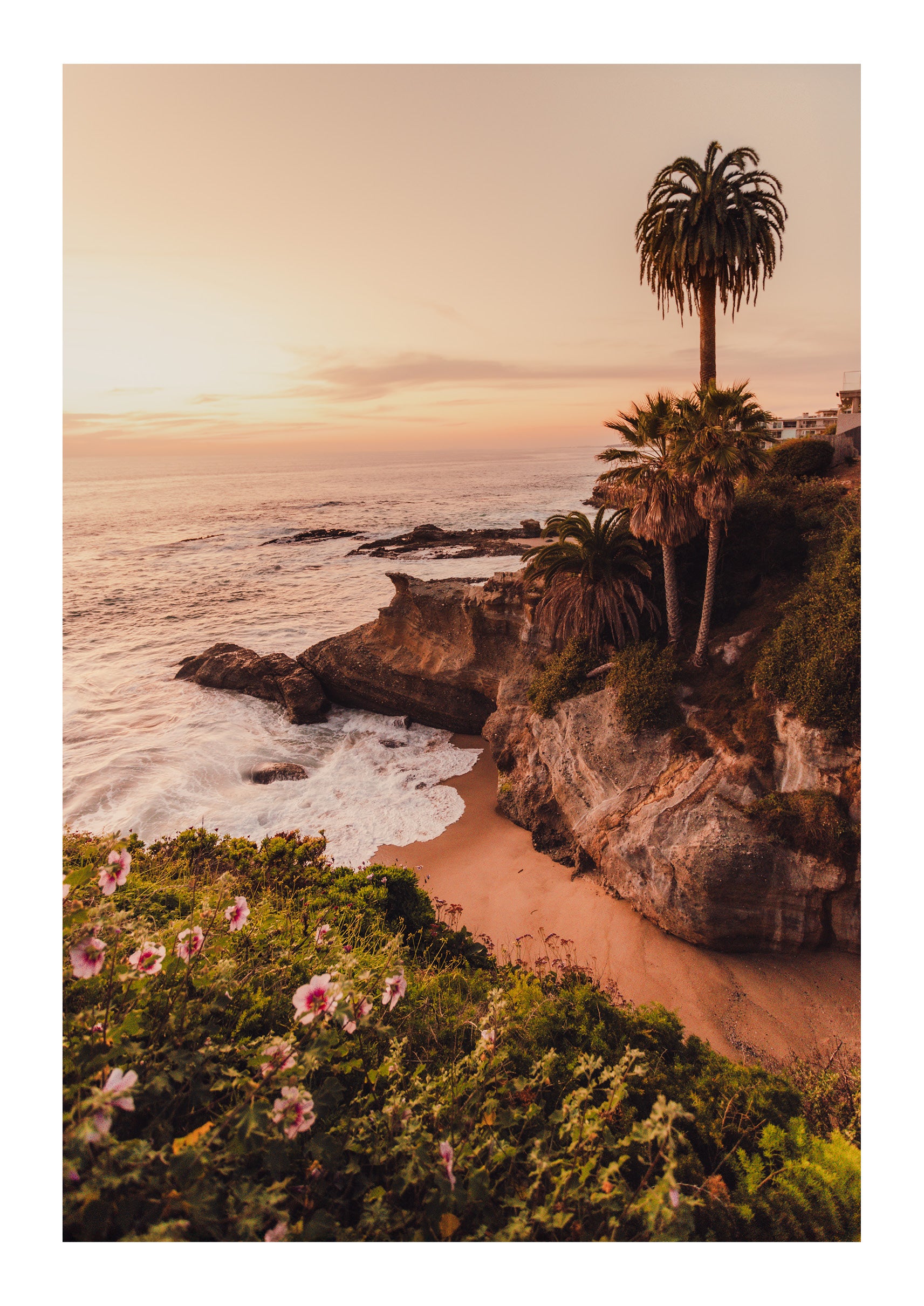 Lone Laguna Palm