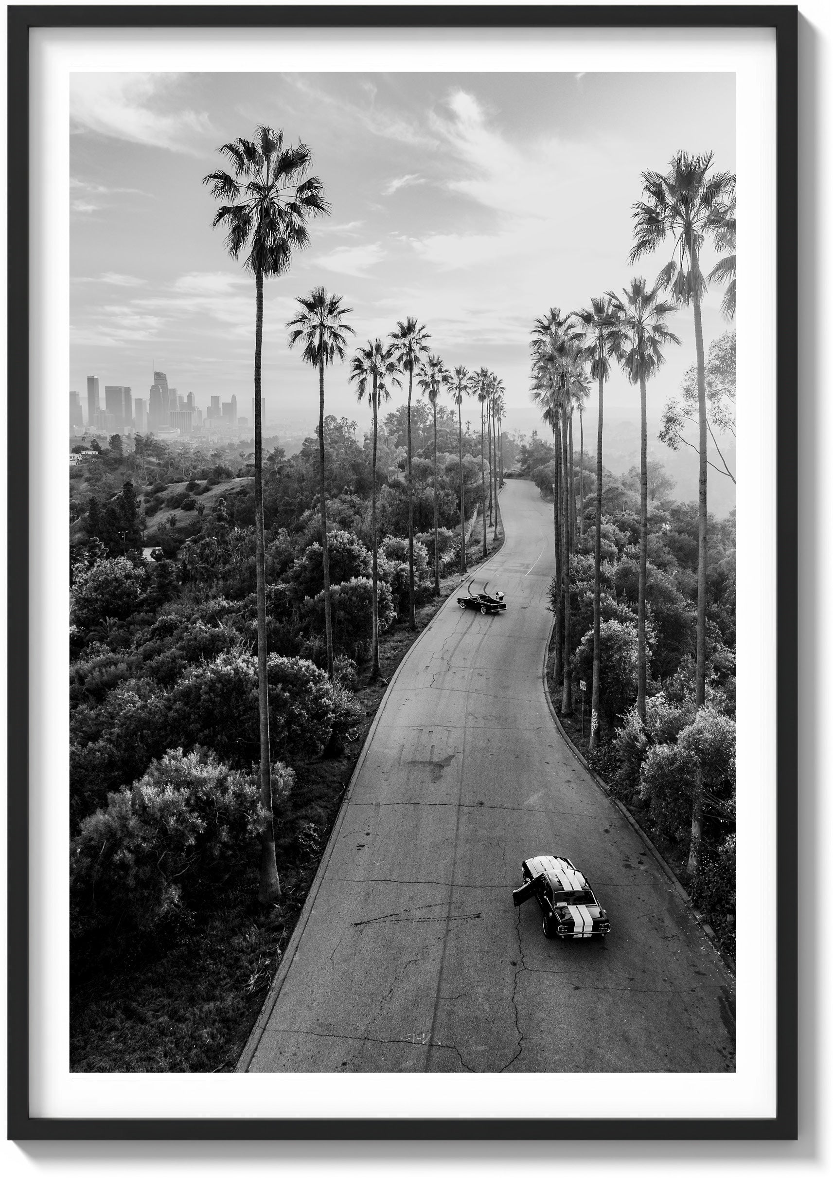 Avenue of the Palms