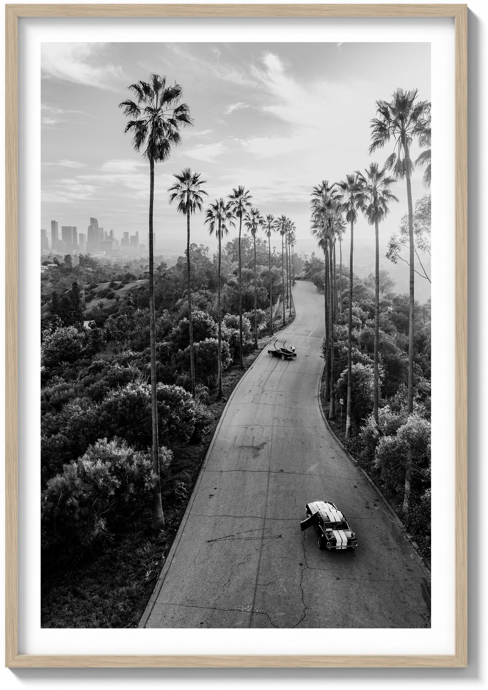 Avenue of the Palms