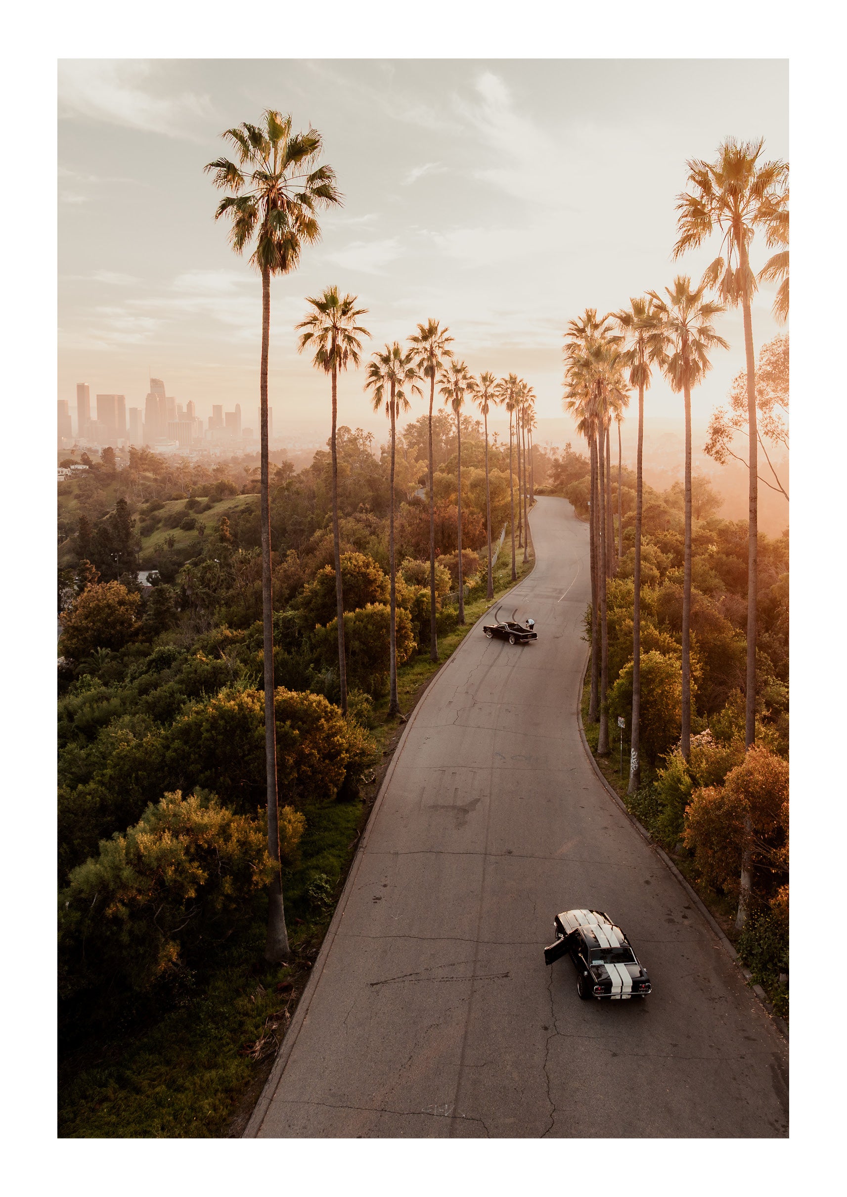Avenue of the Palms