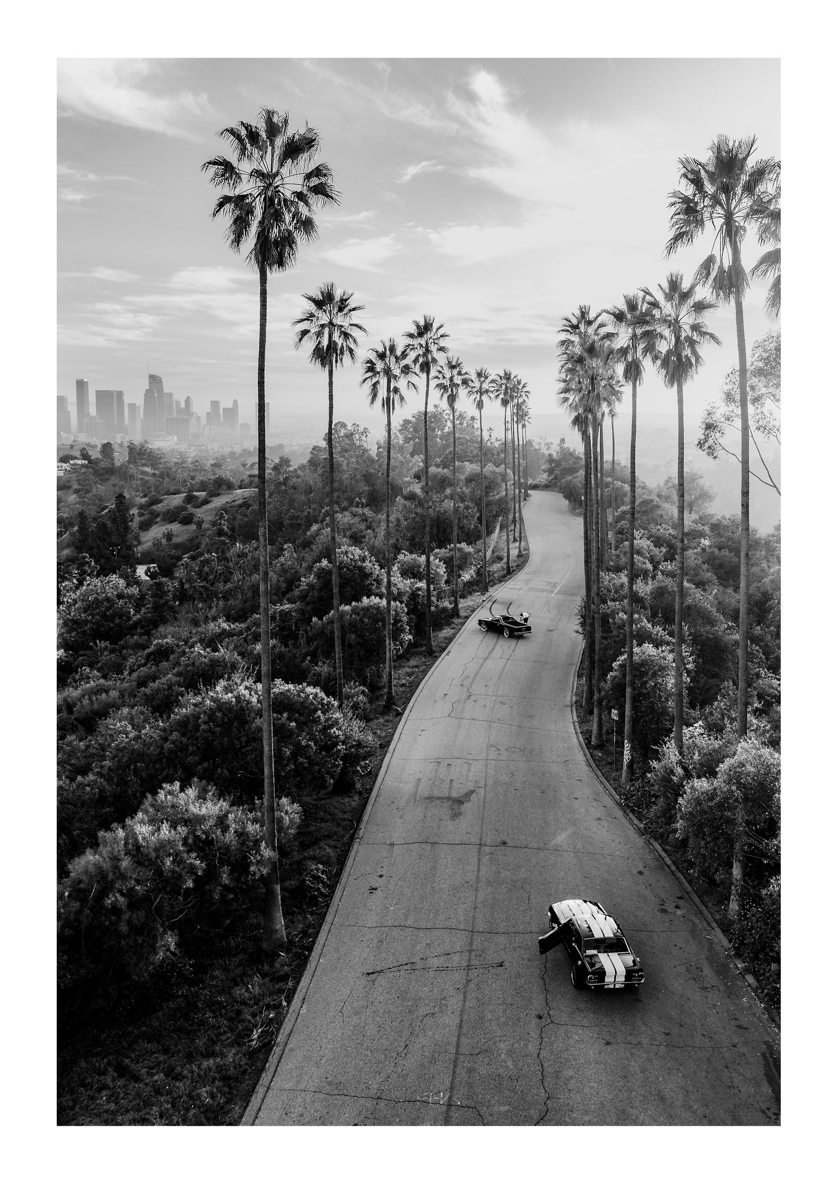 Avenue of the Palms