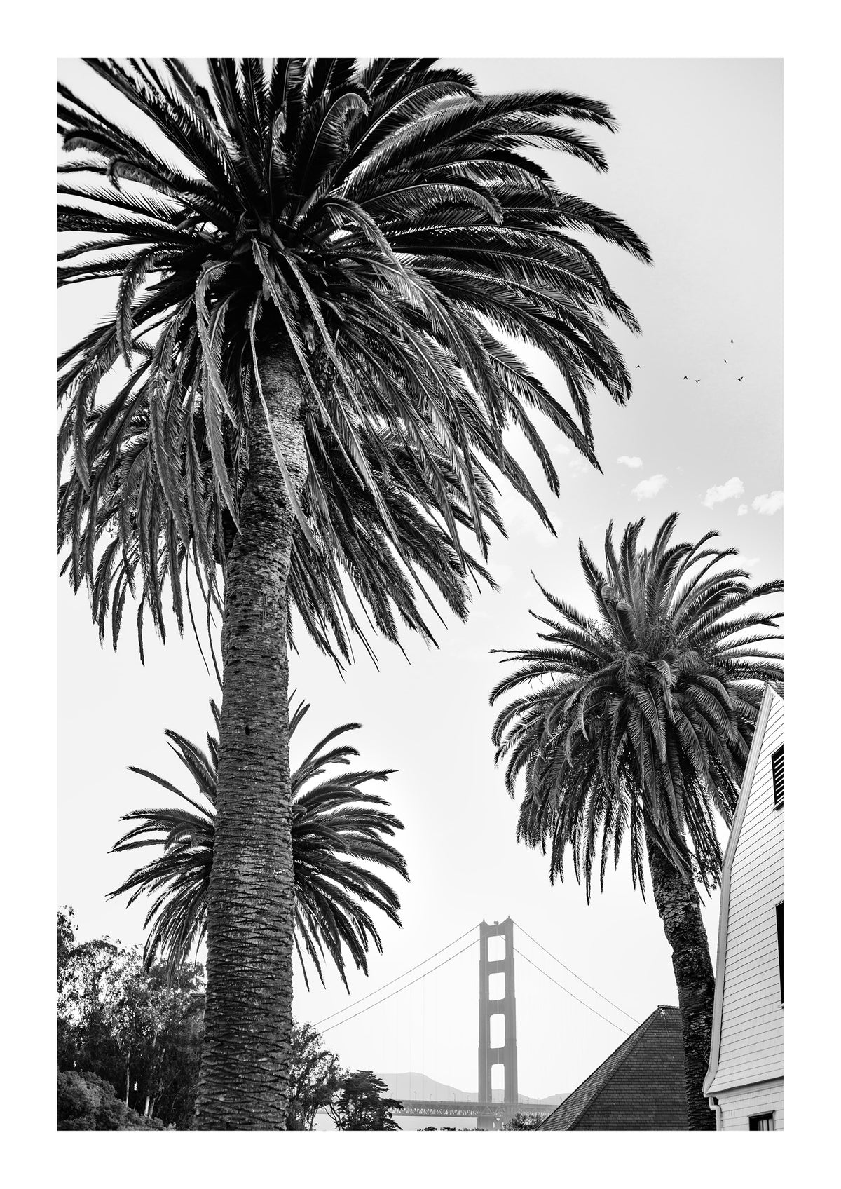 Gate Between the Palms