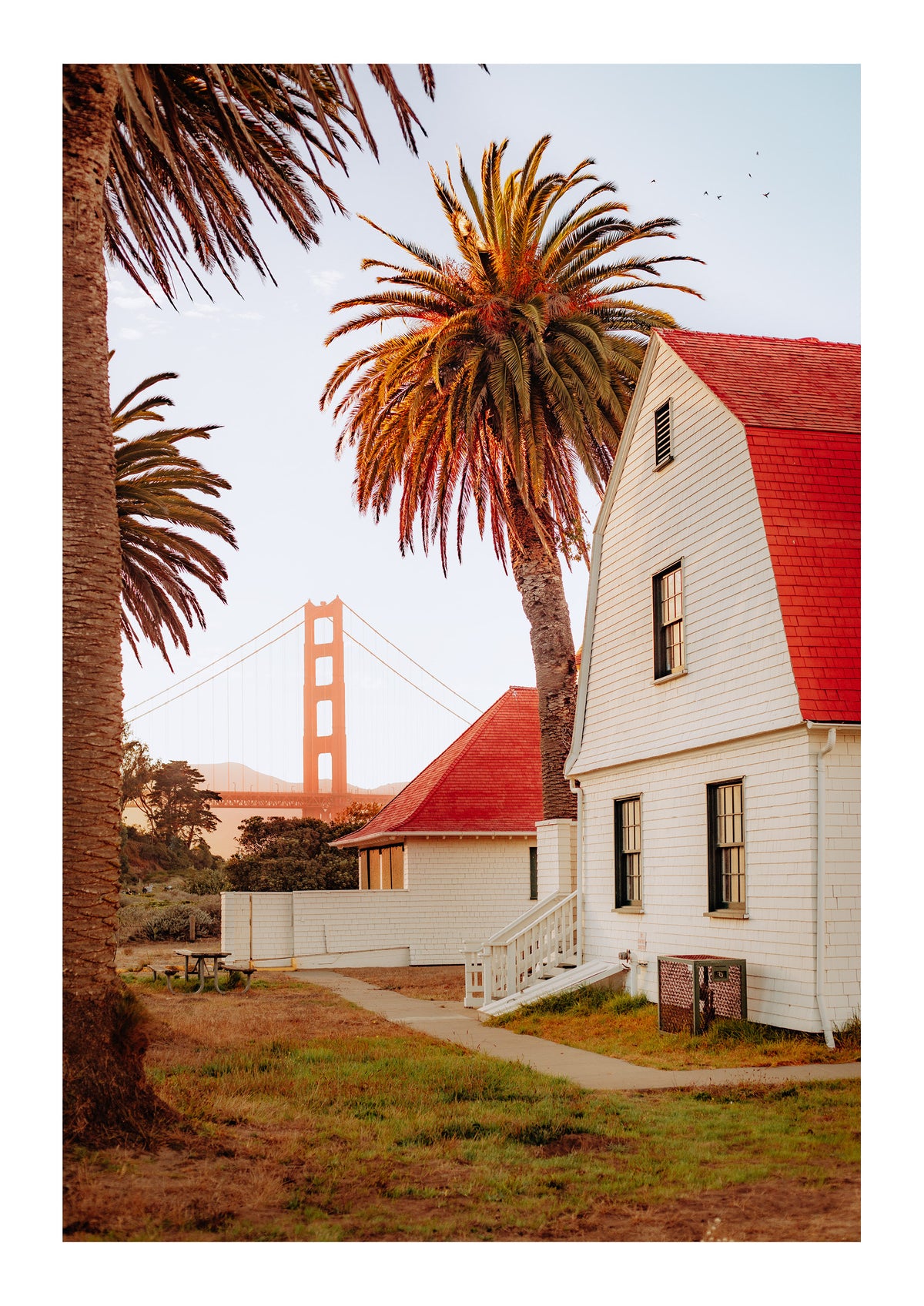 San Francisco Palms