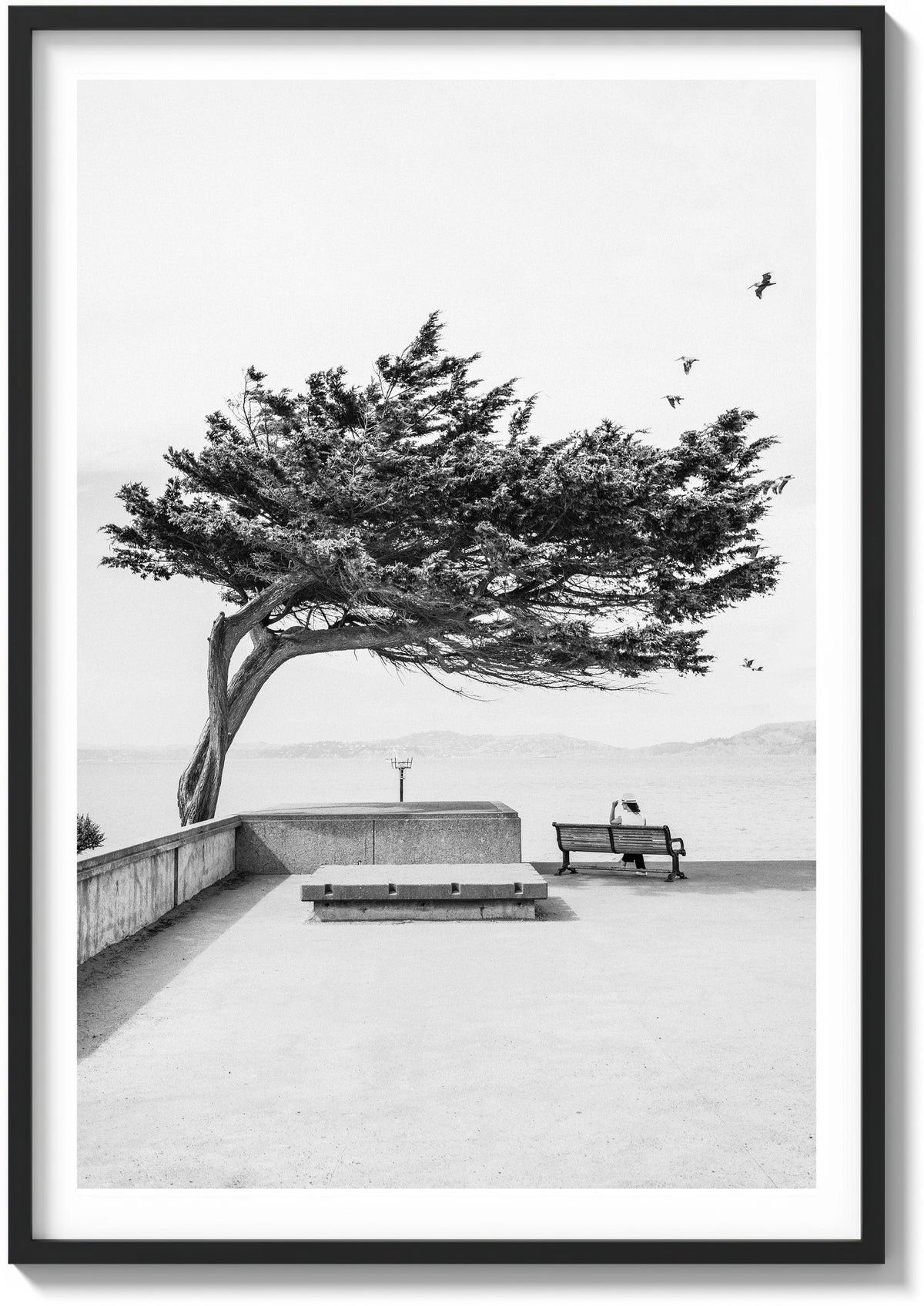 Lone Cypress
