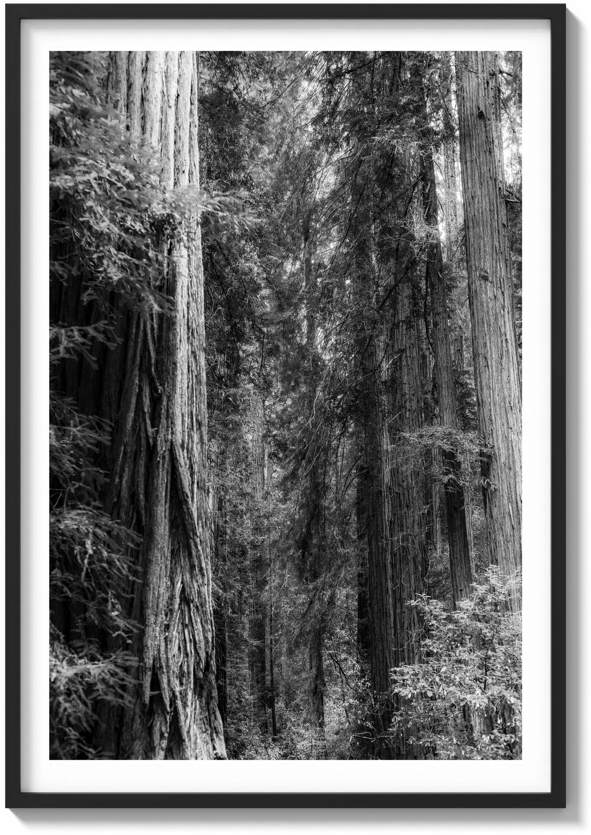 Layers of Muir Woods