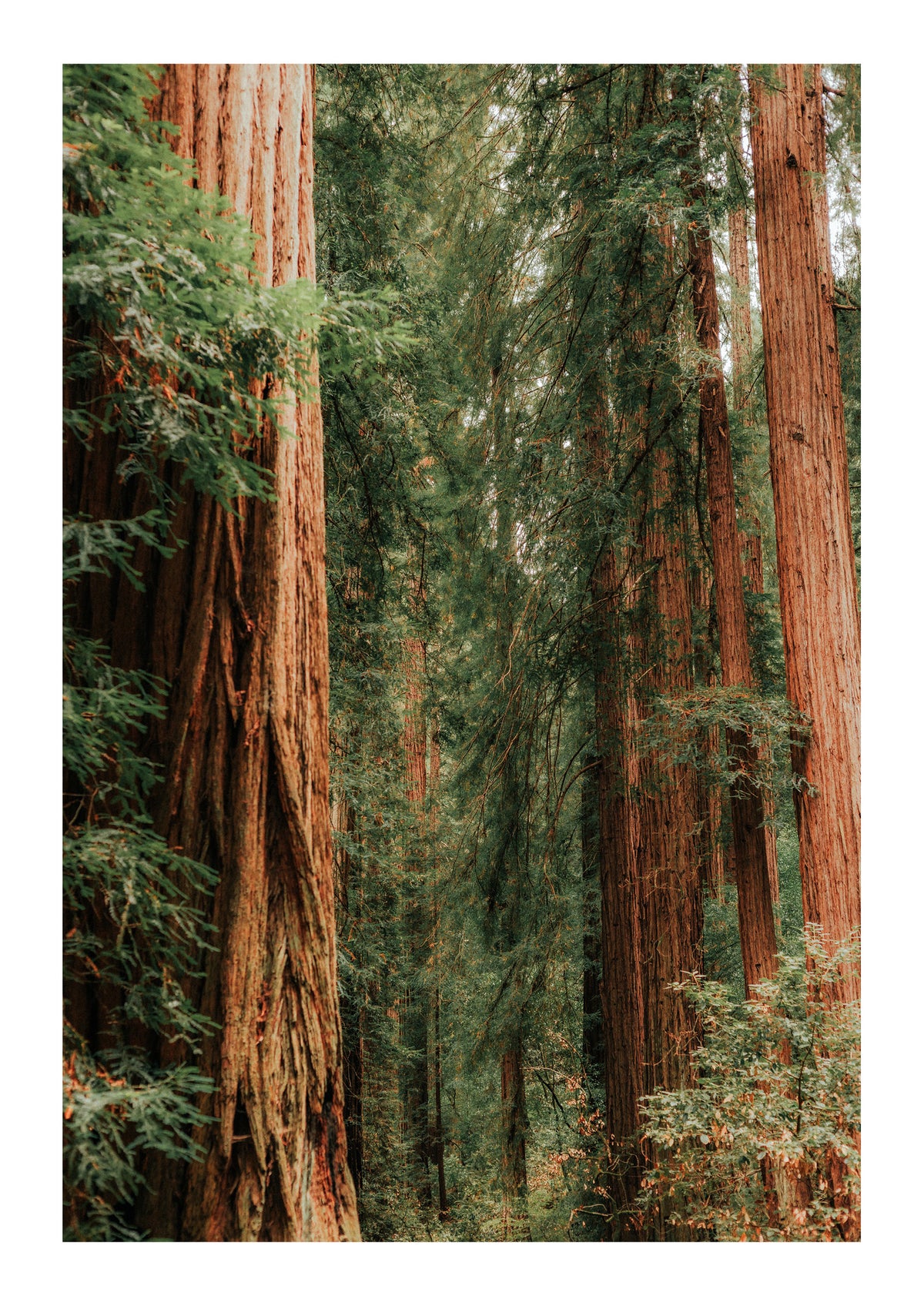 Layers of Muir Woods