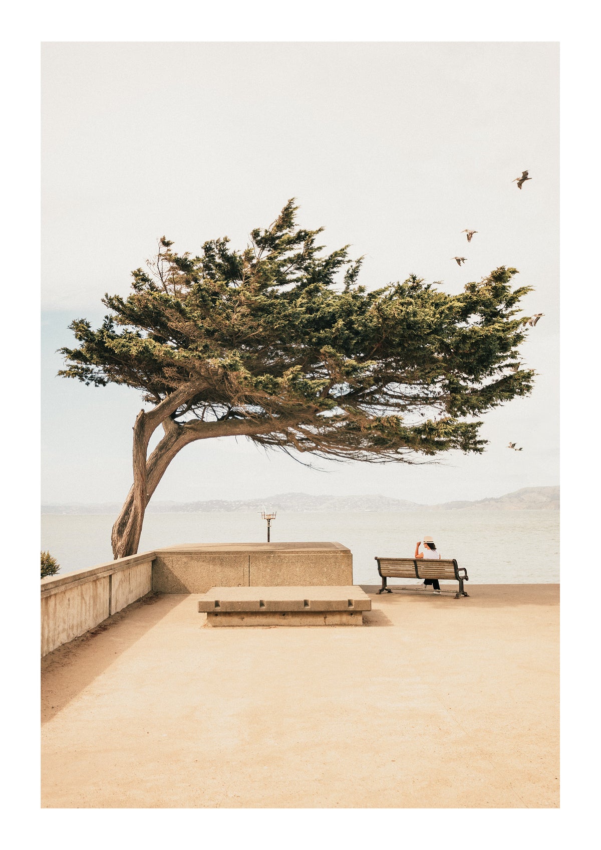 Lone Cypress