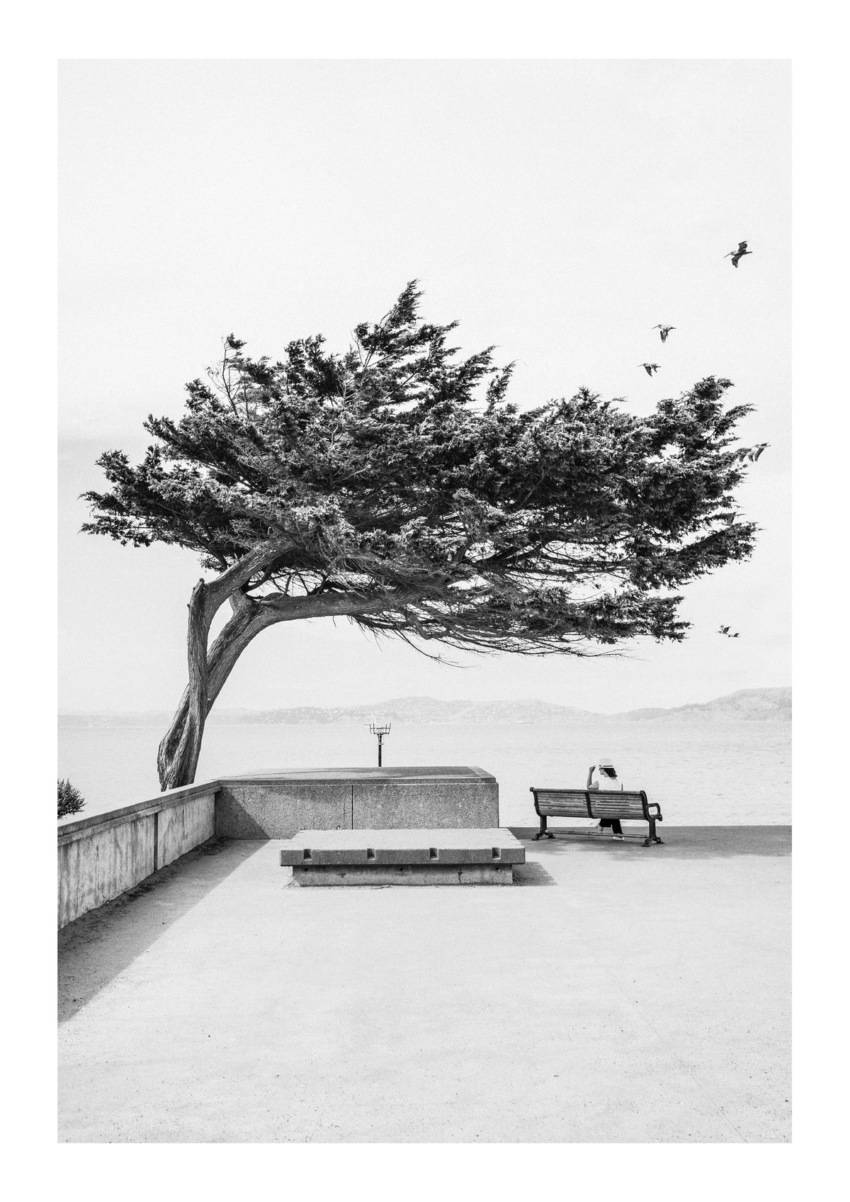 Lone Cypress
