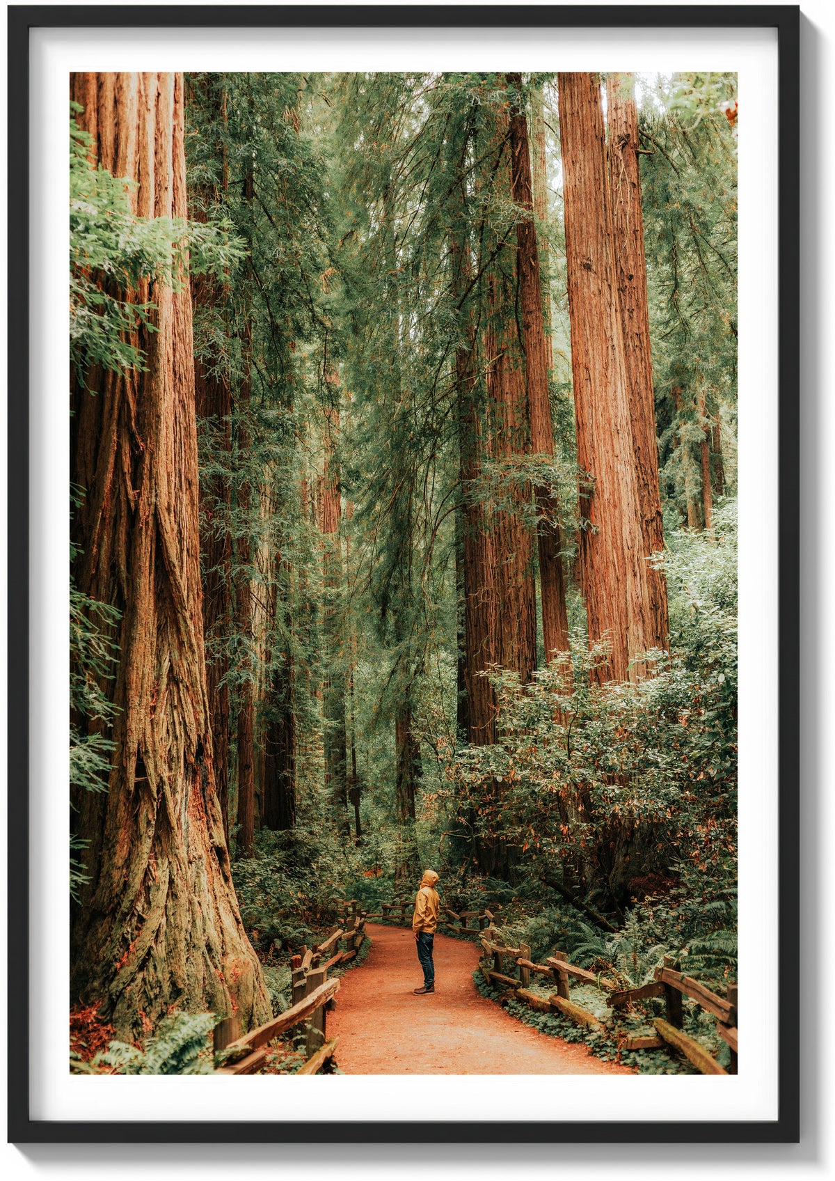 The Giants of Muir Woods