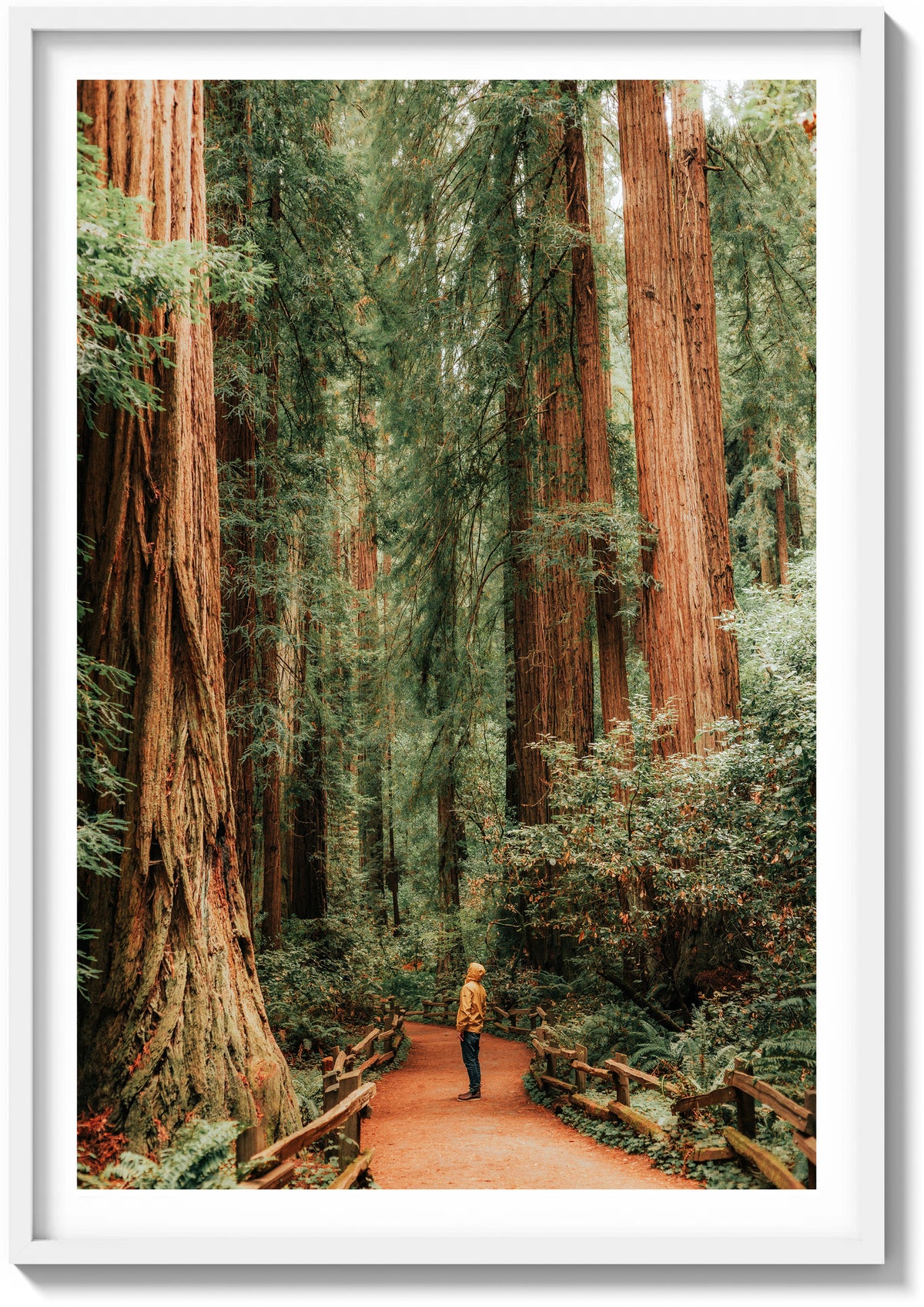 The Giants of Muir Woods