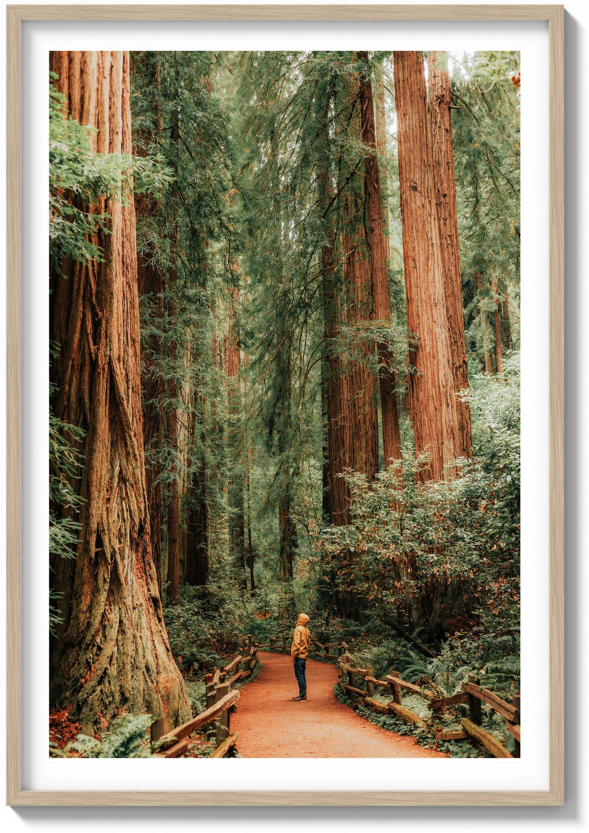 The Giants of Muir Woods