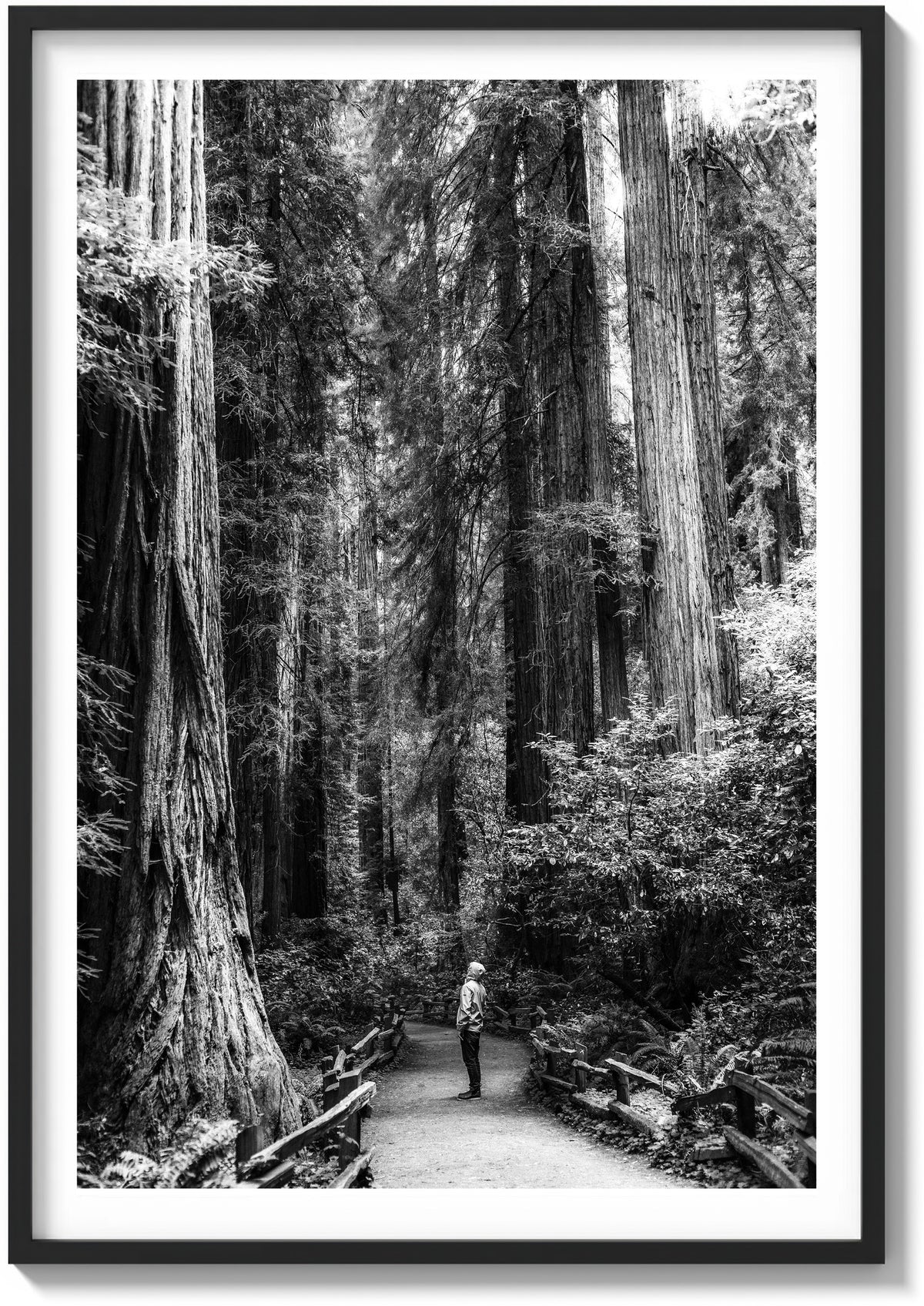 The Giants of Muir Woods