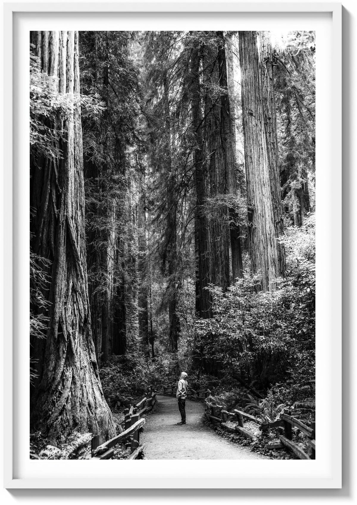 The Giants of Muir Woods