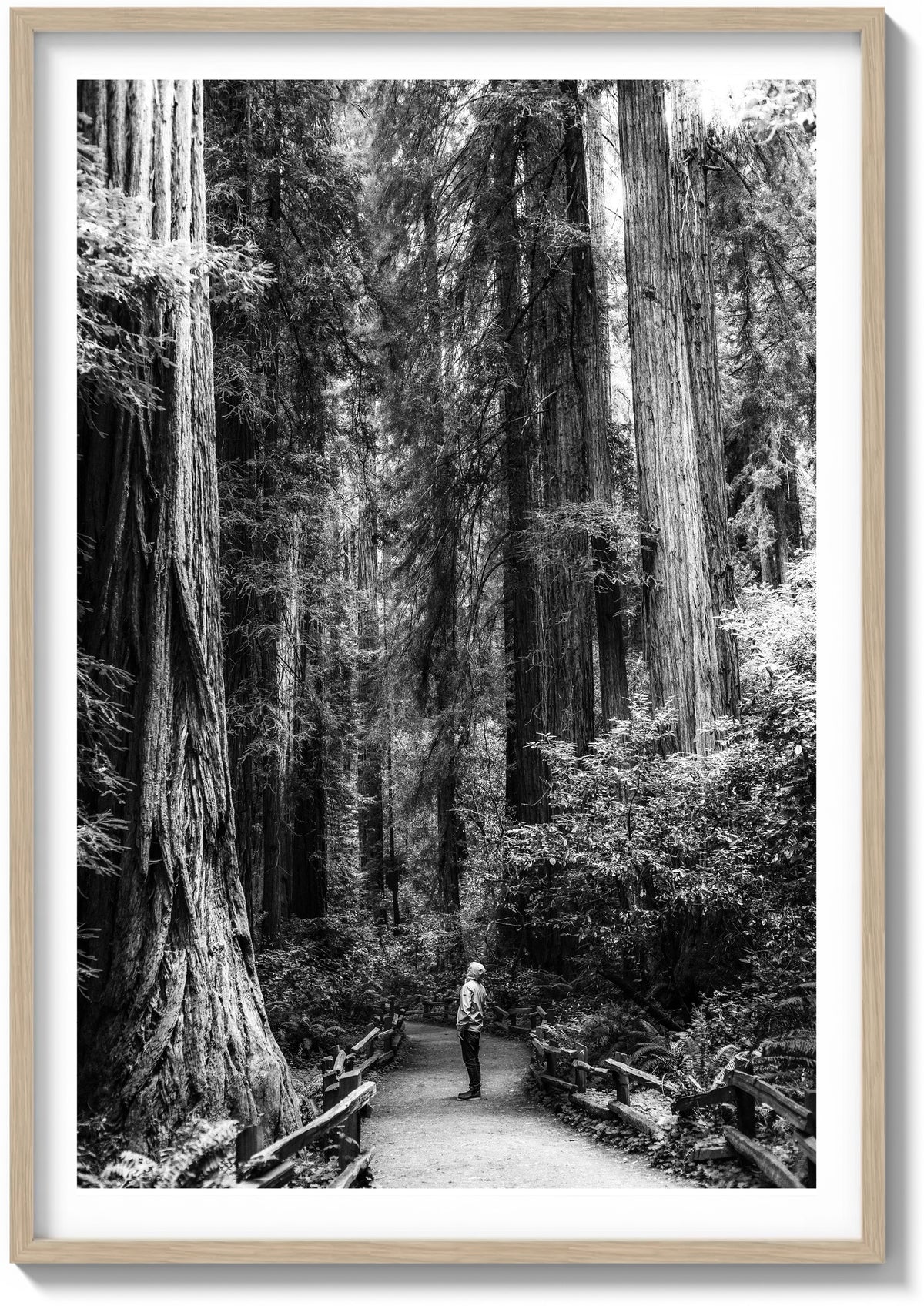 The Giants of Muir Woods