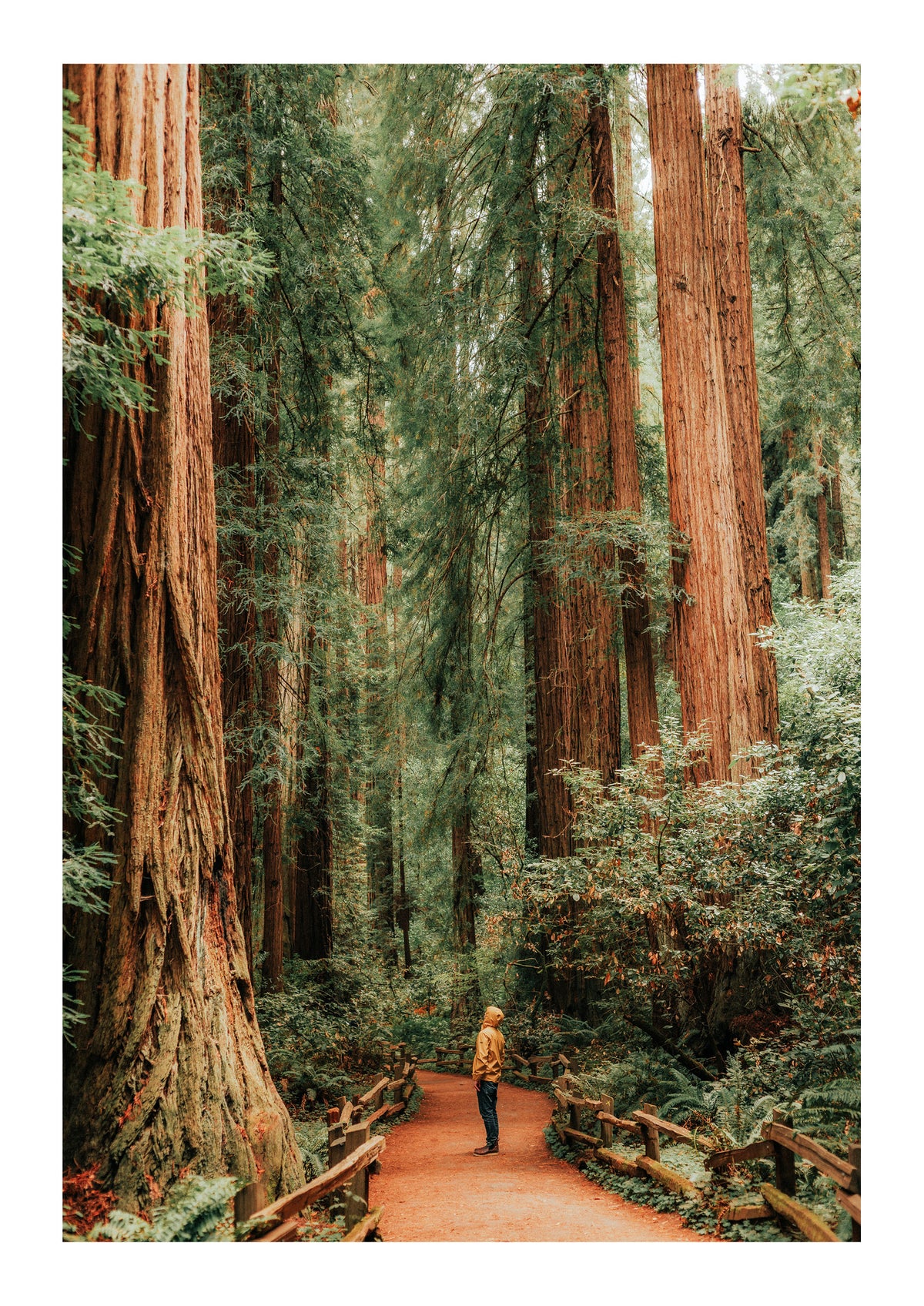 The Giants of Muir Woods