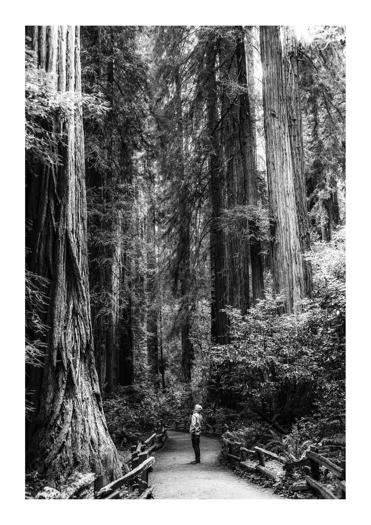 The Giants of Muir Woods