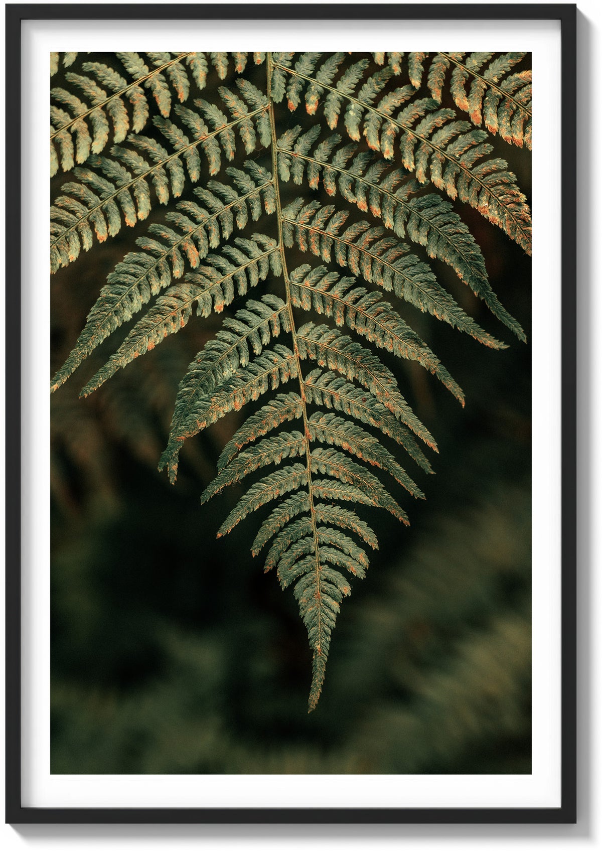 Details In Muir Woods