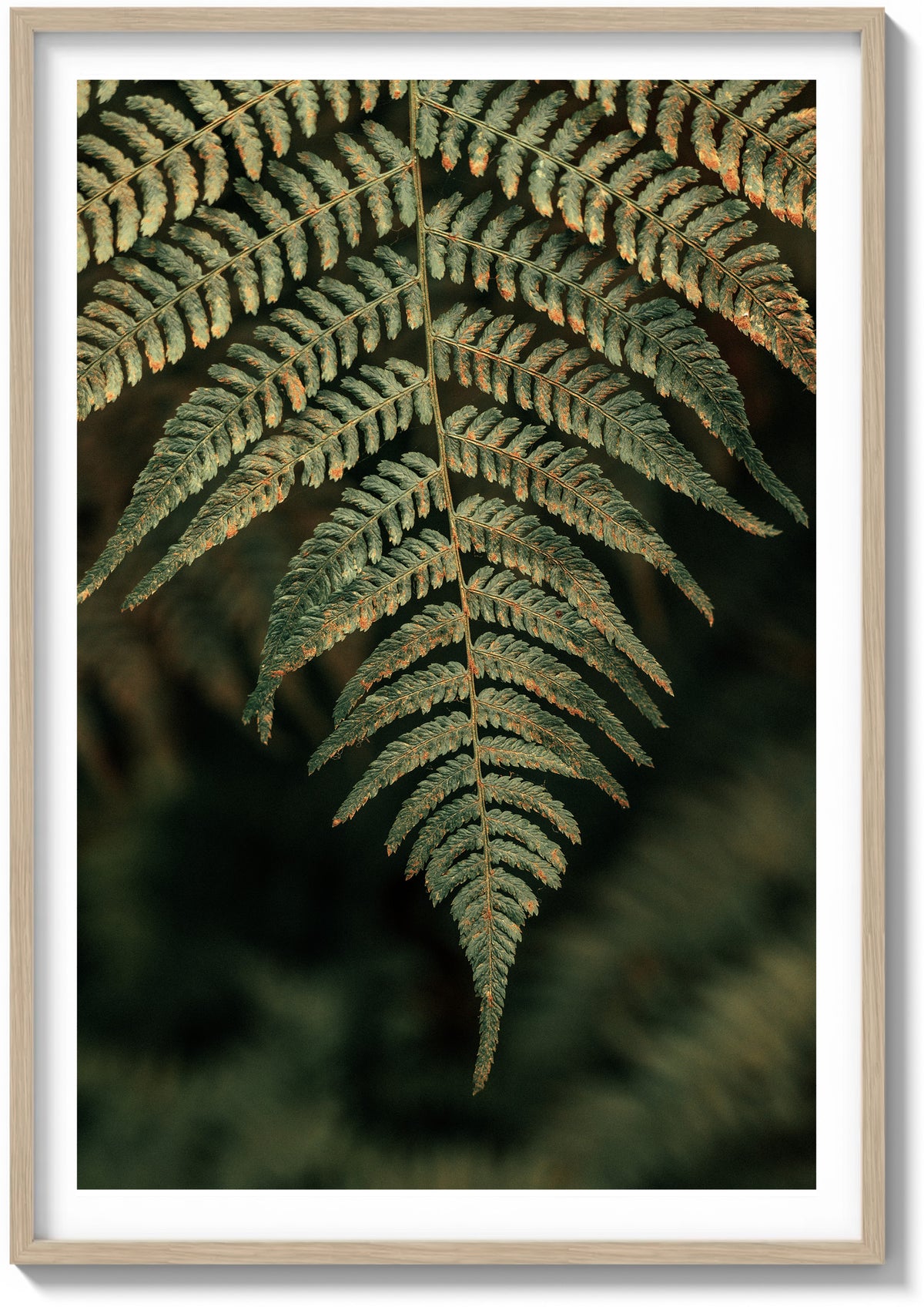 Details In Muir Woods