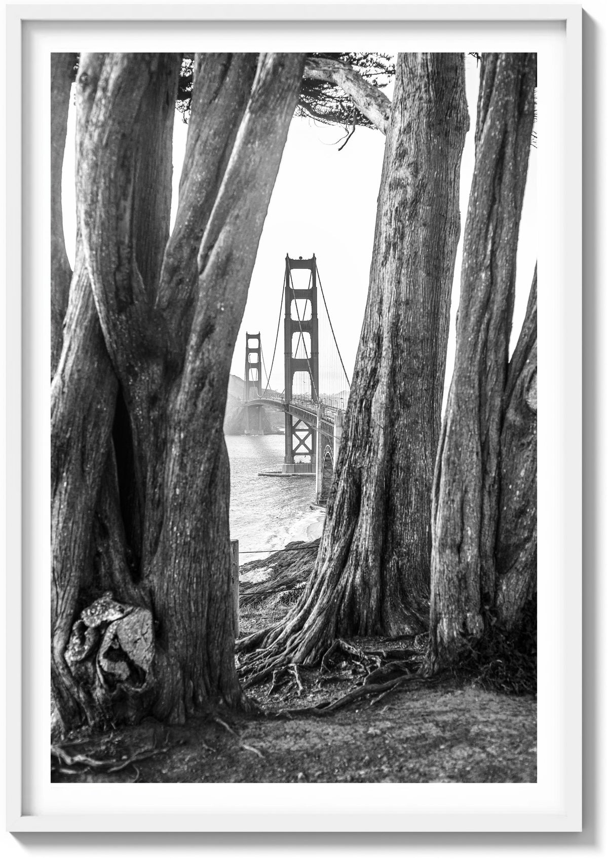 Cypress and Steel