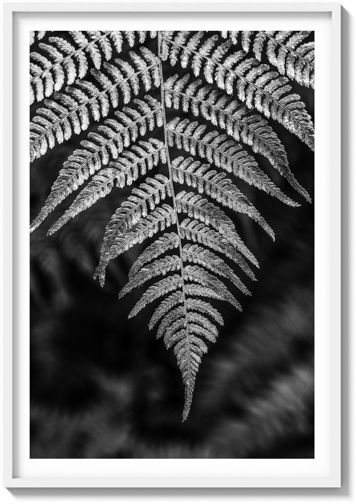 Details In Muir Woods