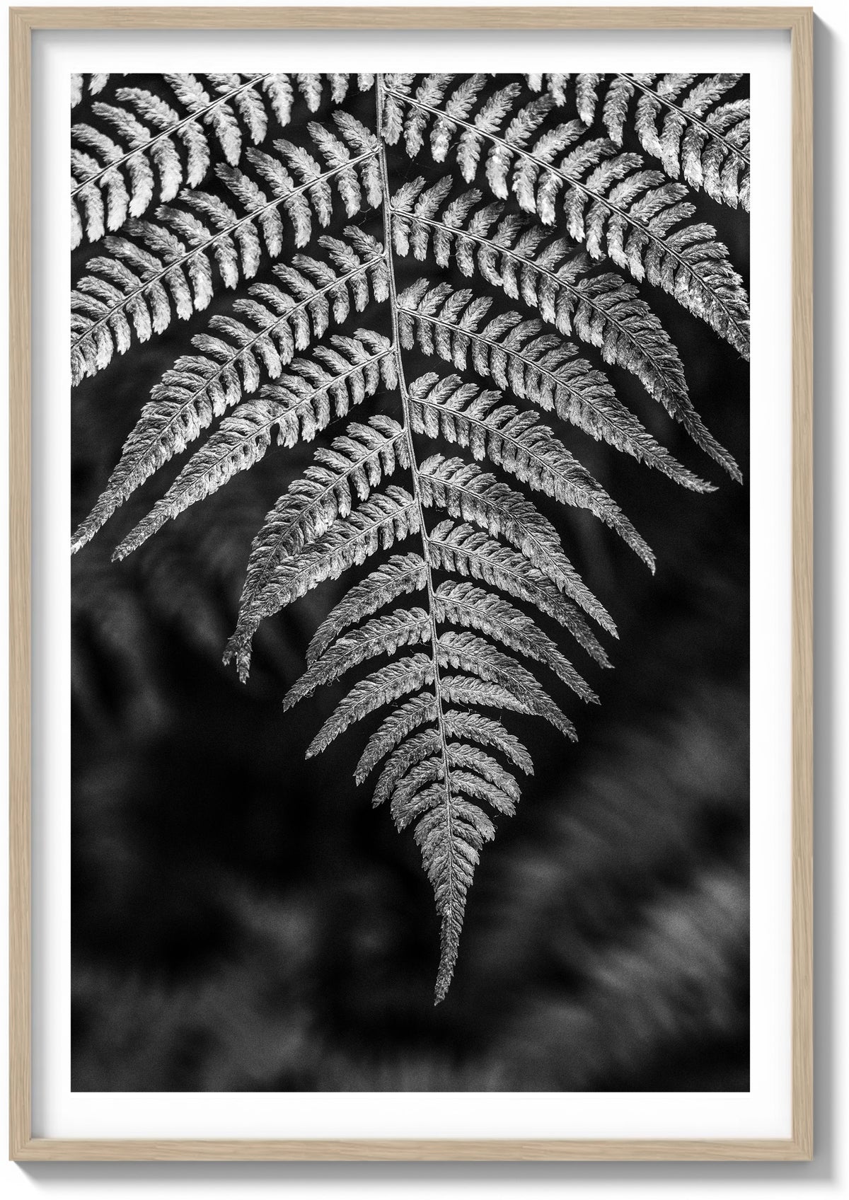 Details In Muir Woods