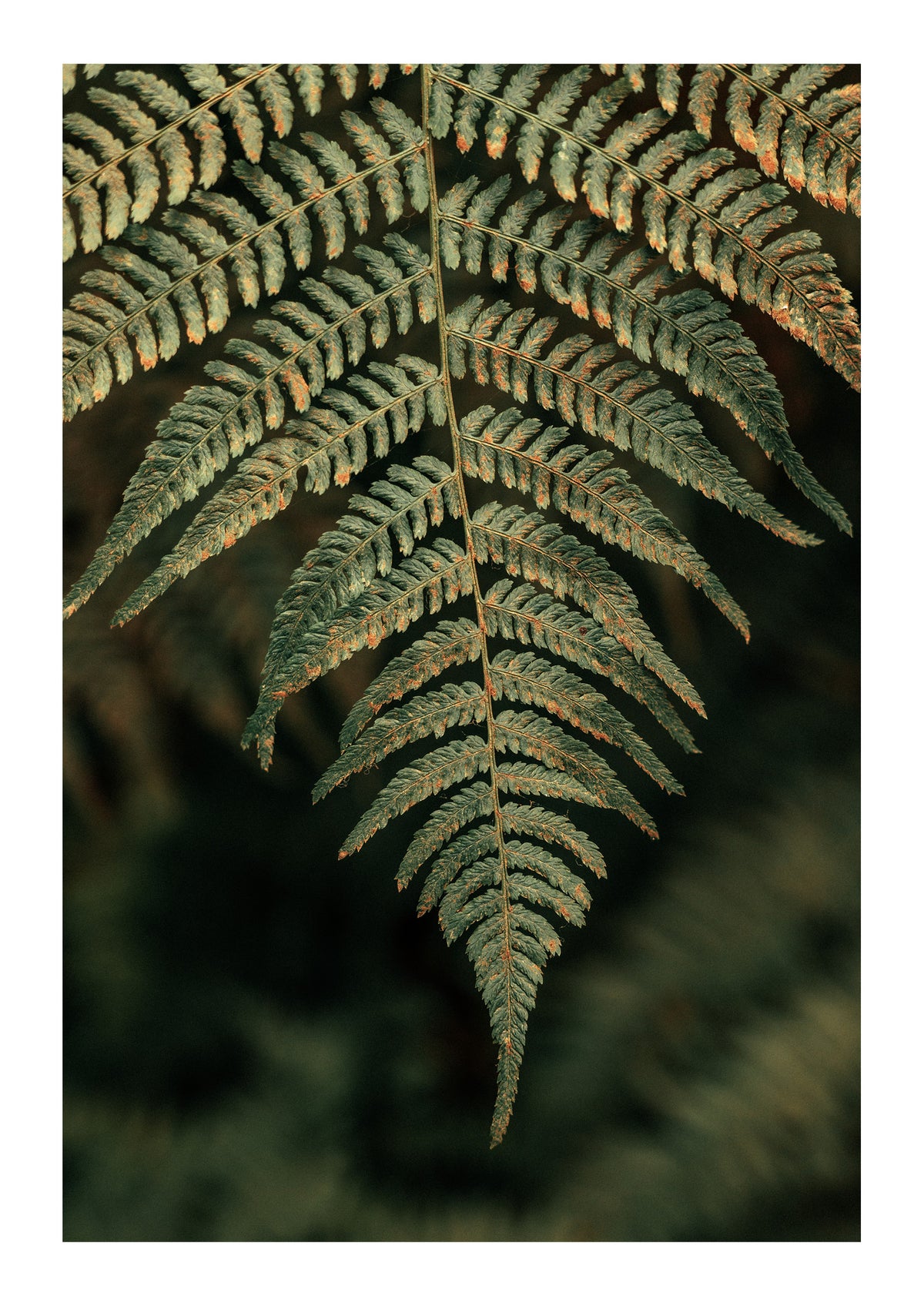 Details In Muir Woods