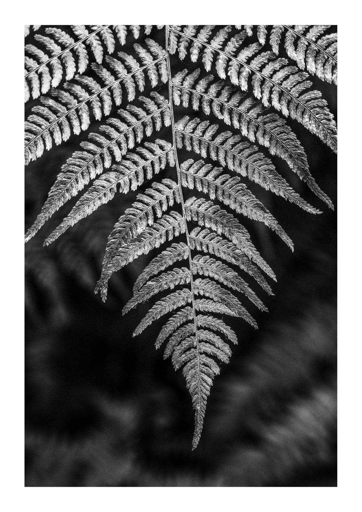 Details In Muir Woods