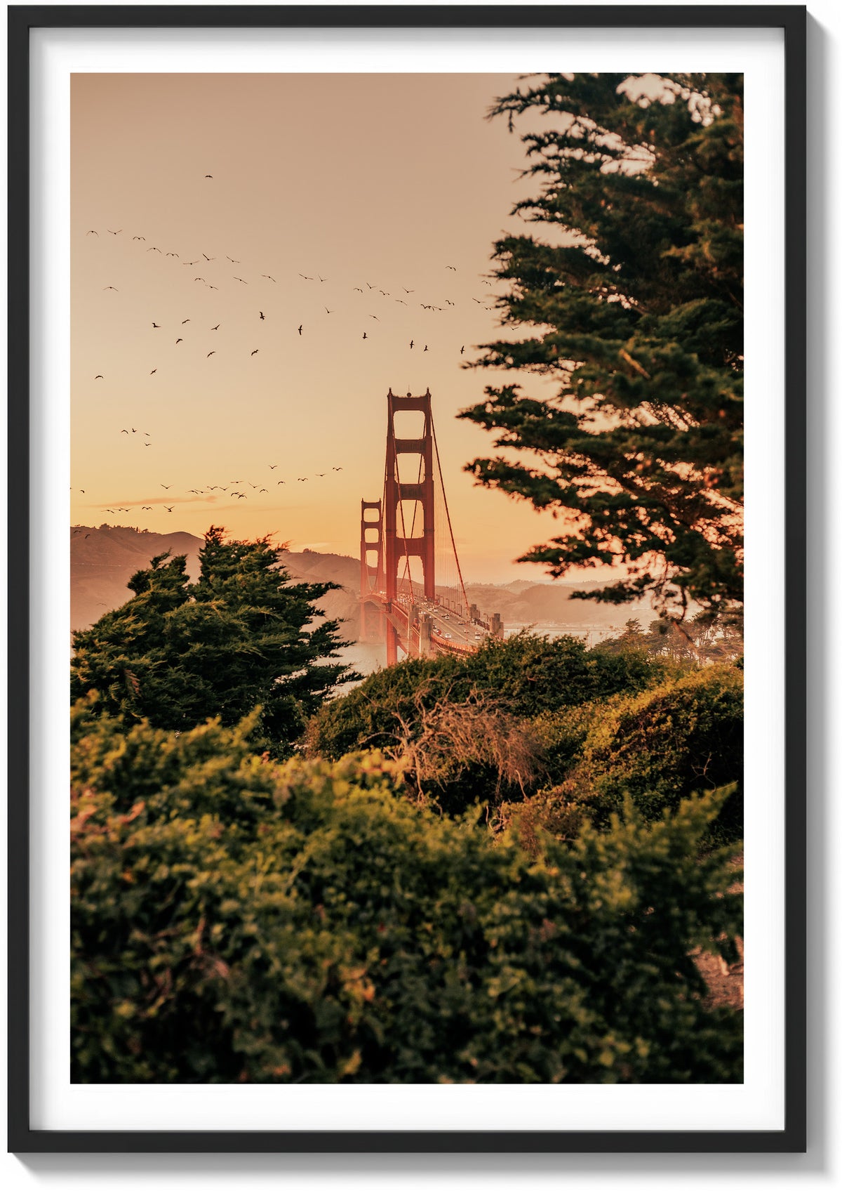 Dance of the Pelicans