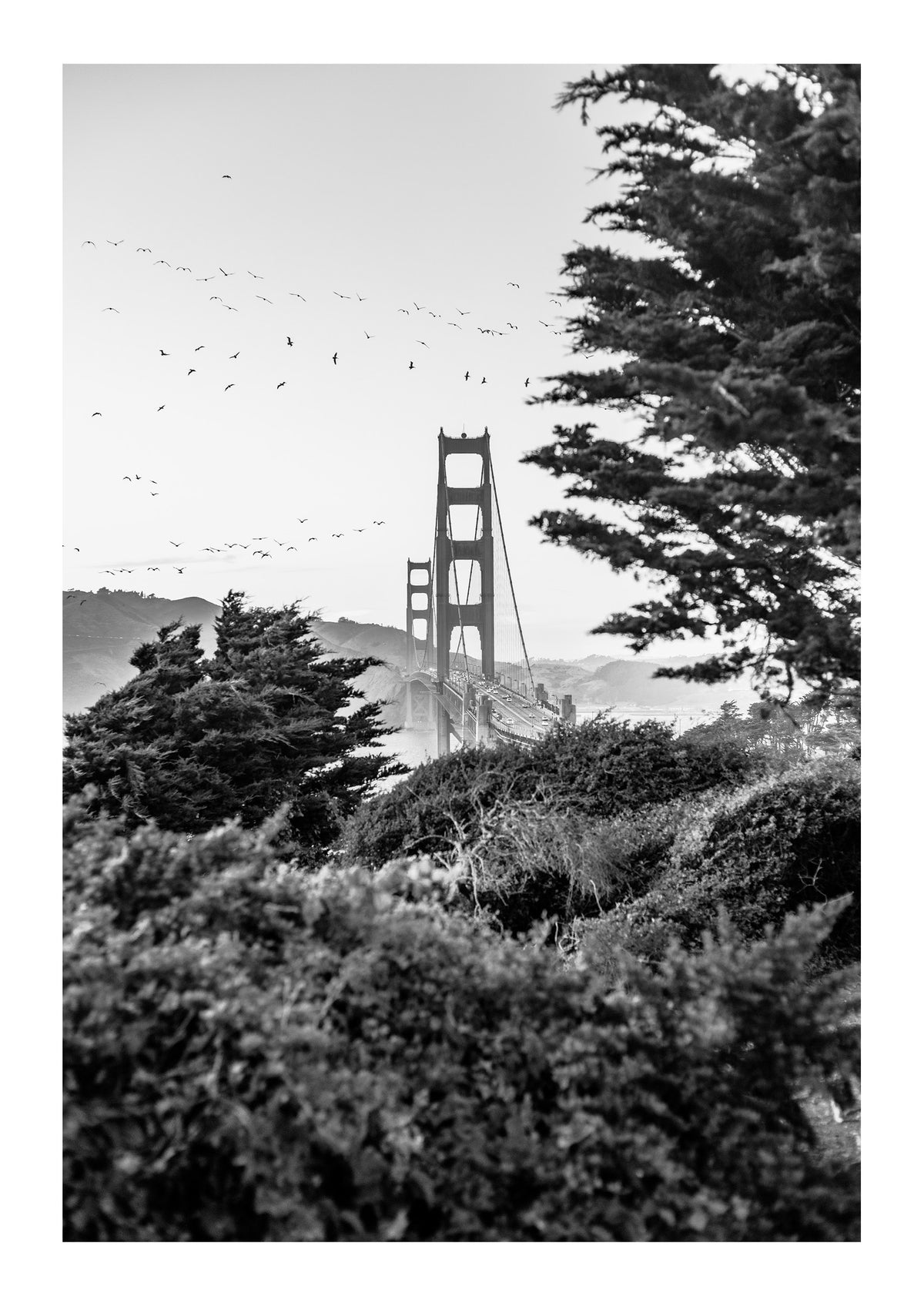Dance of the Pelicans