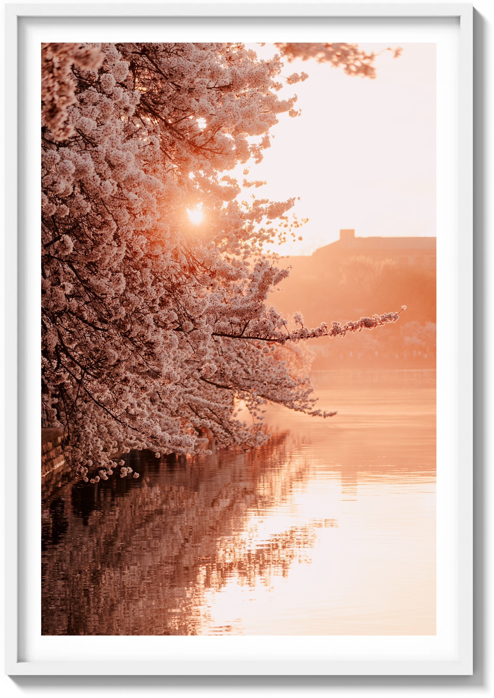 Blossoms Over The Basin