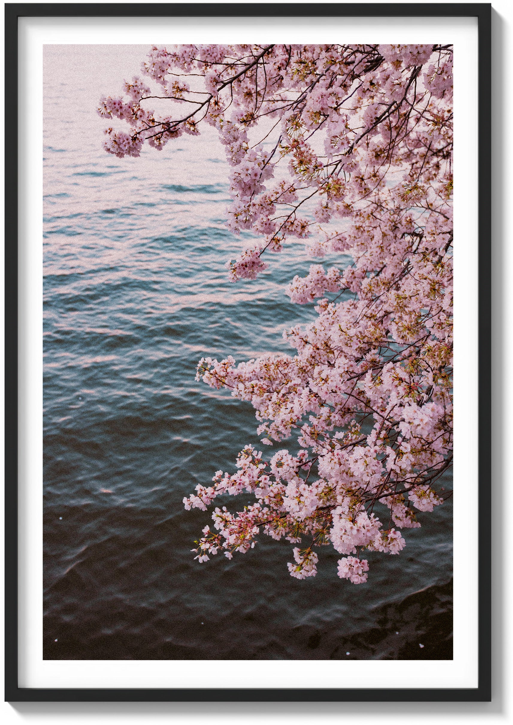 Blossoms on Film