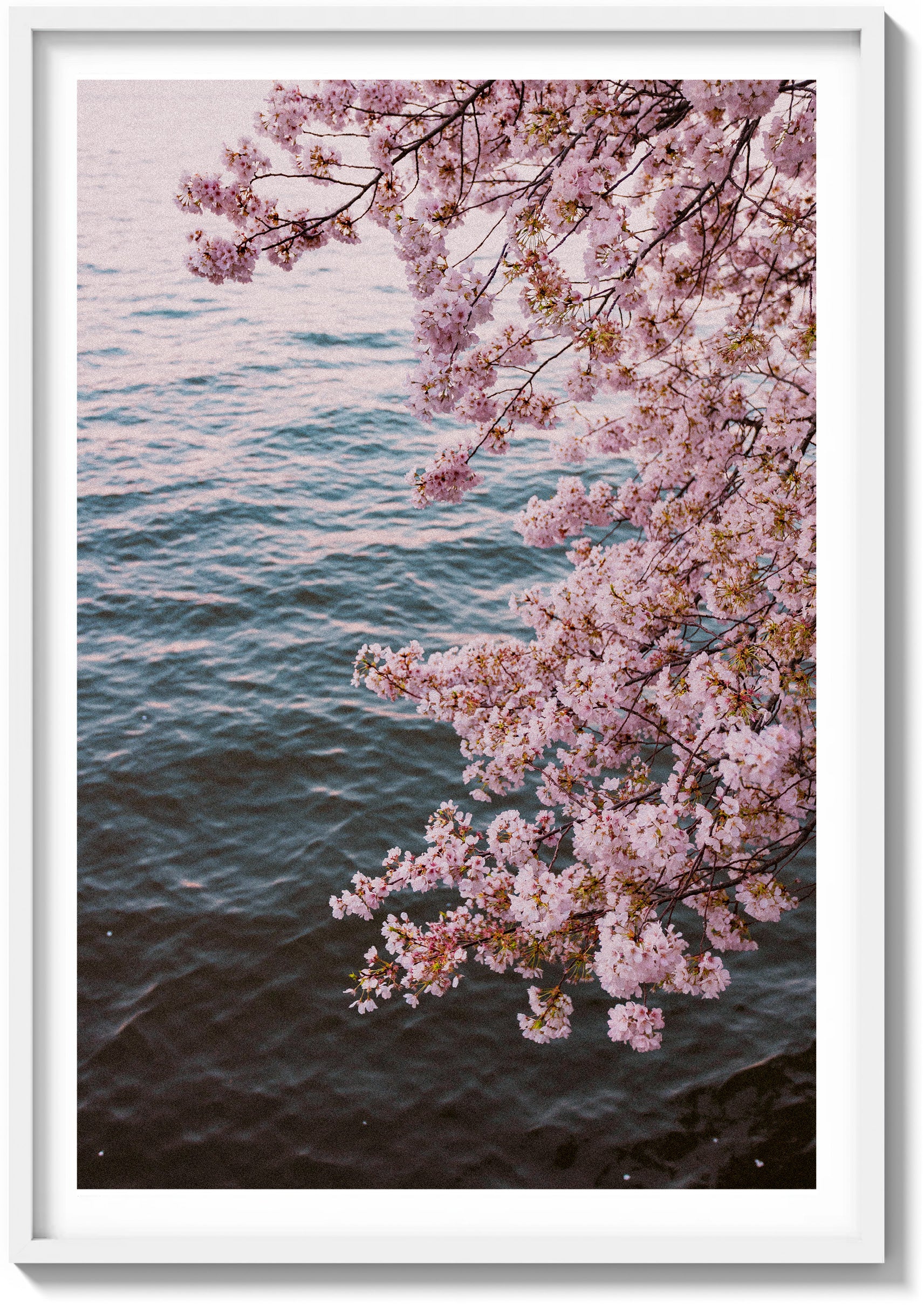 Blossoms on Film