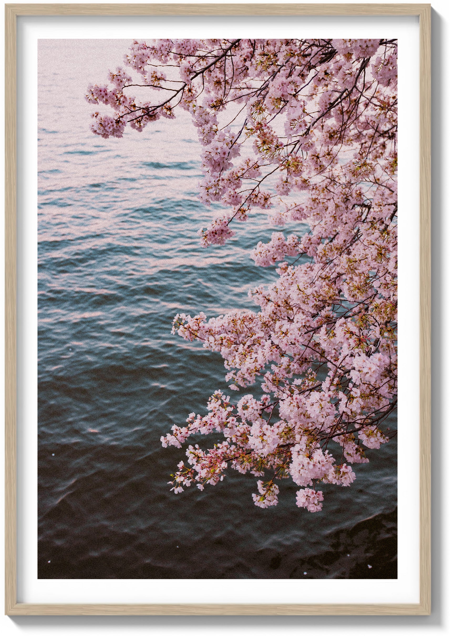 Blossoms on Film