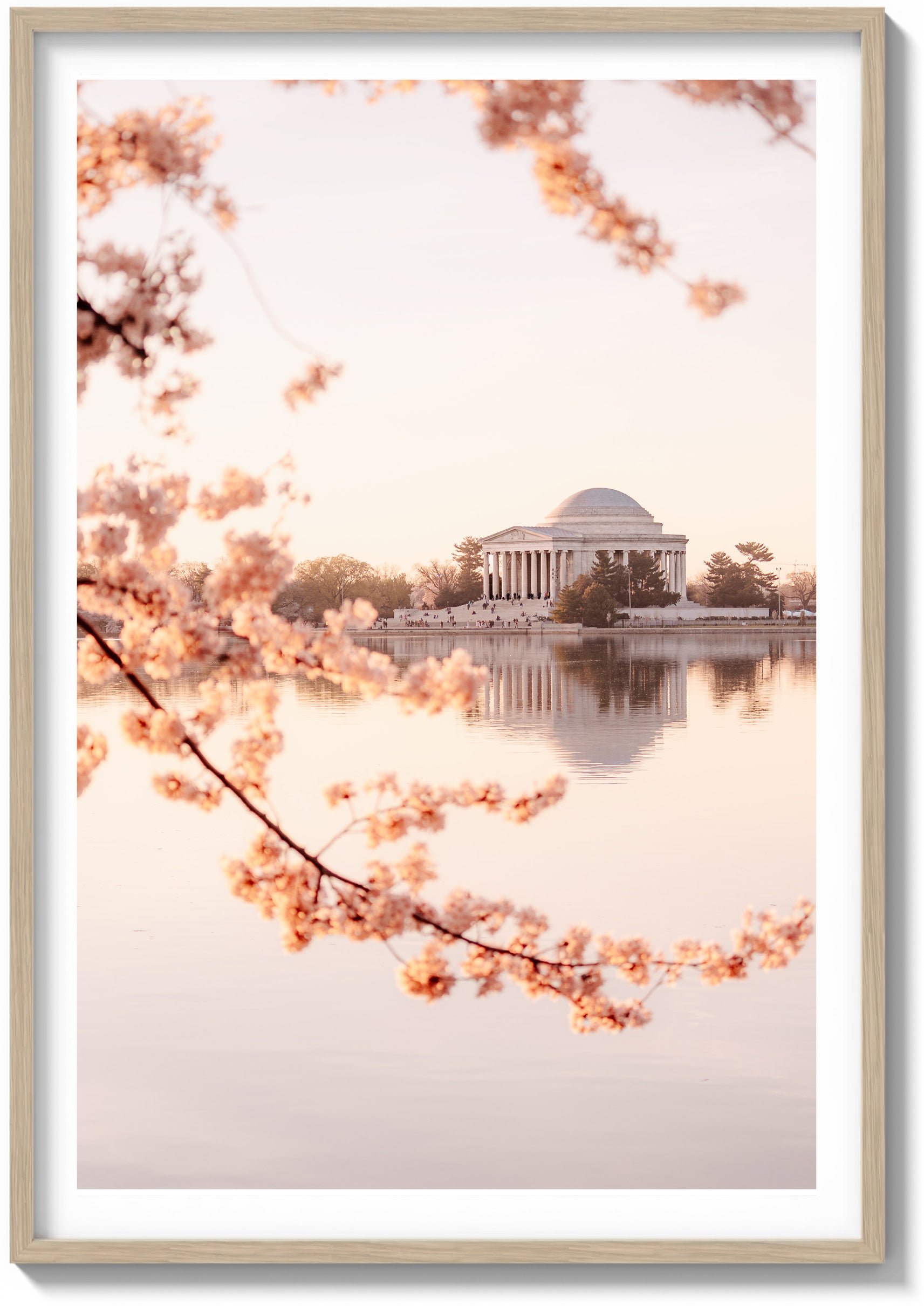 DC Bloom