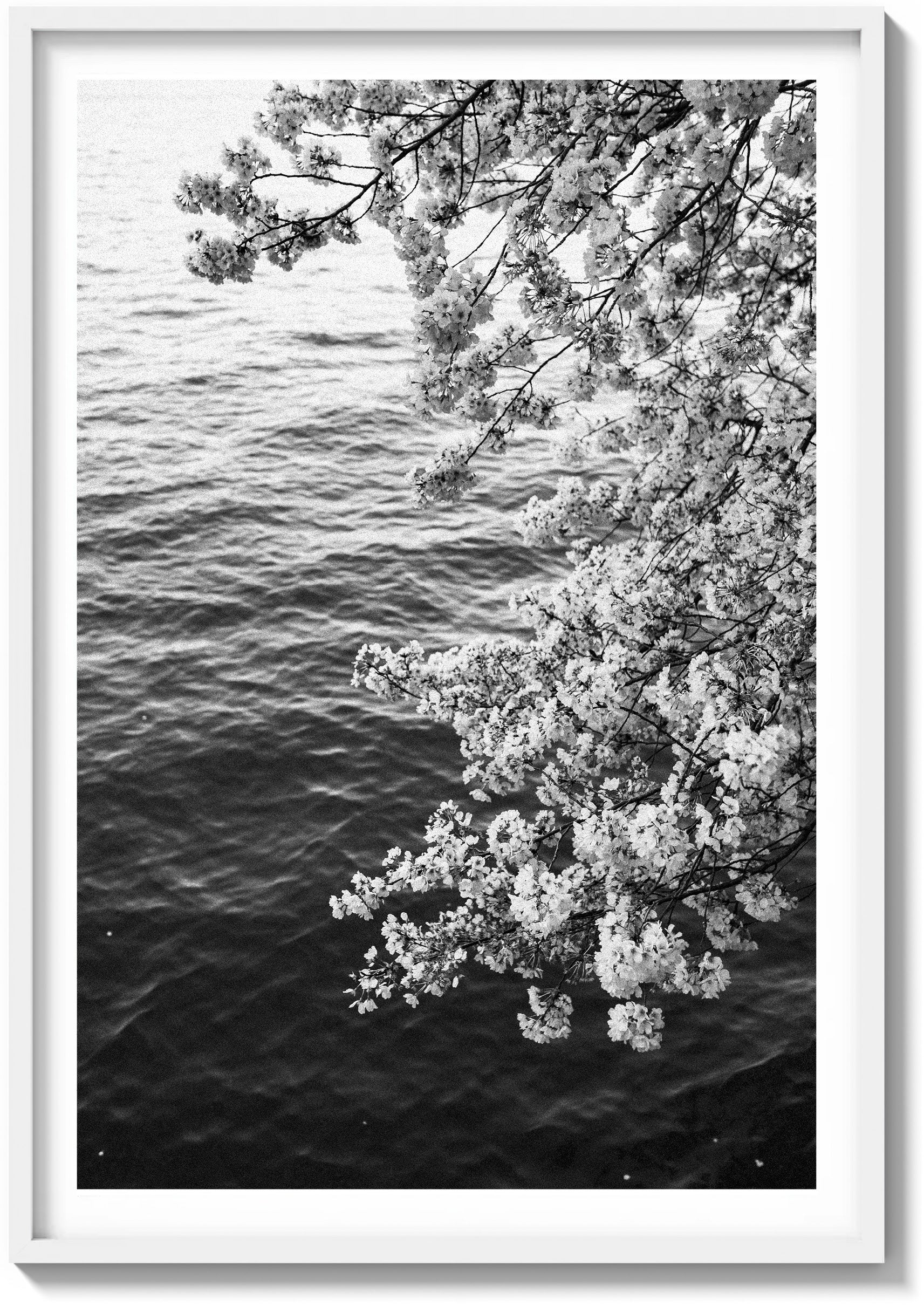 Blossoms on Film