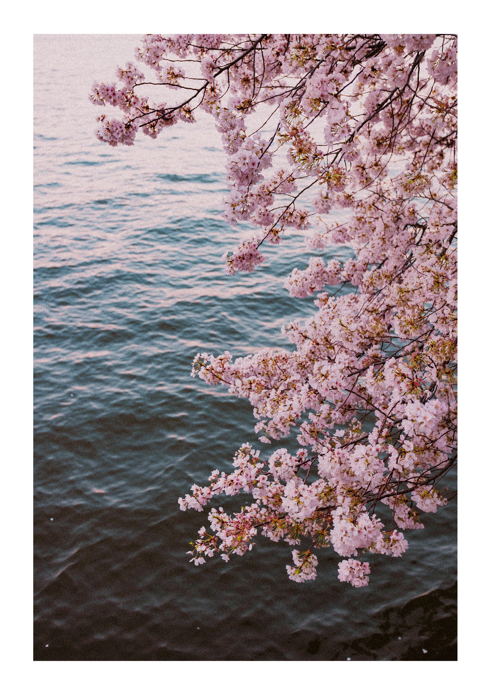 Blossoms on Film