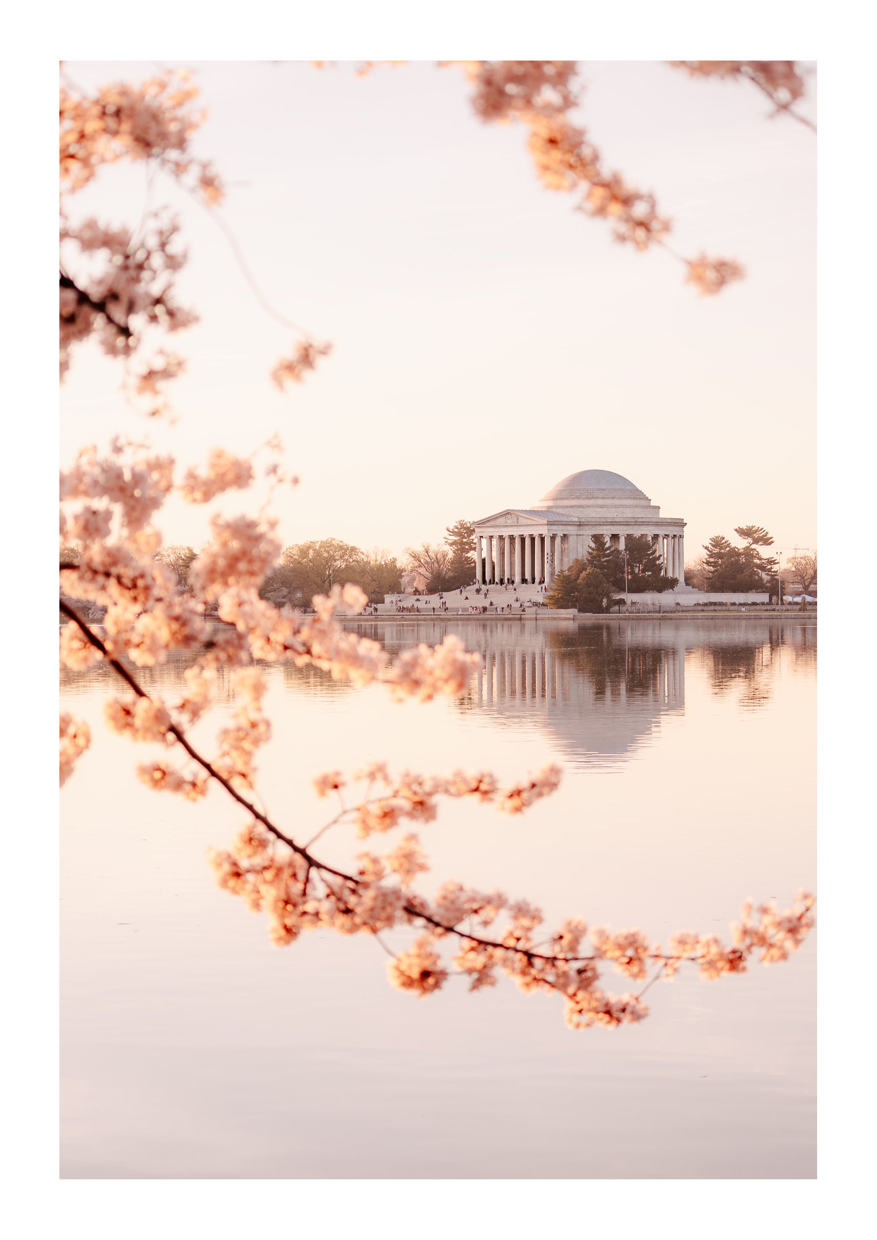 DC Bloom