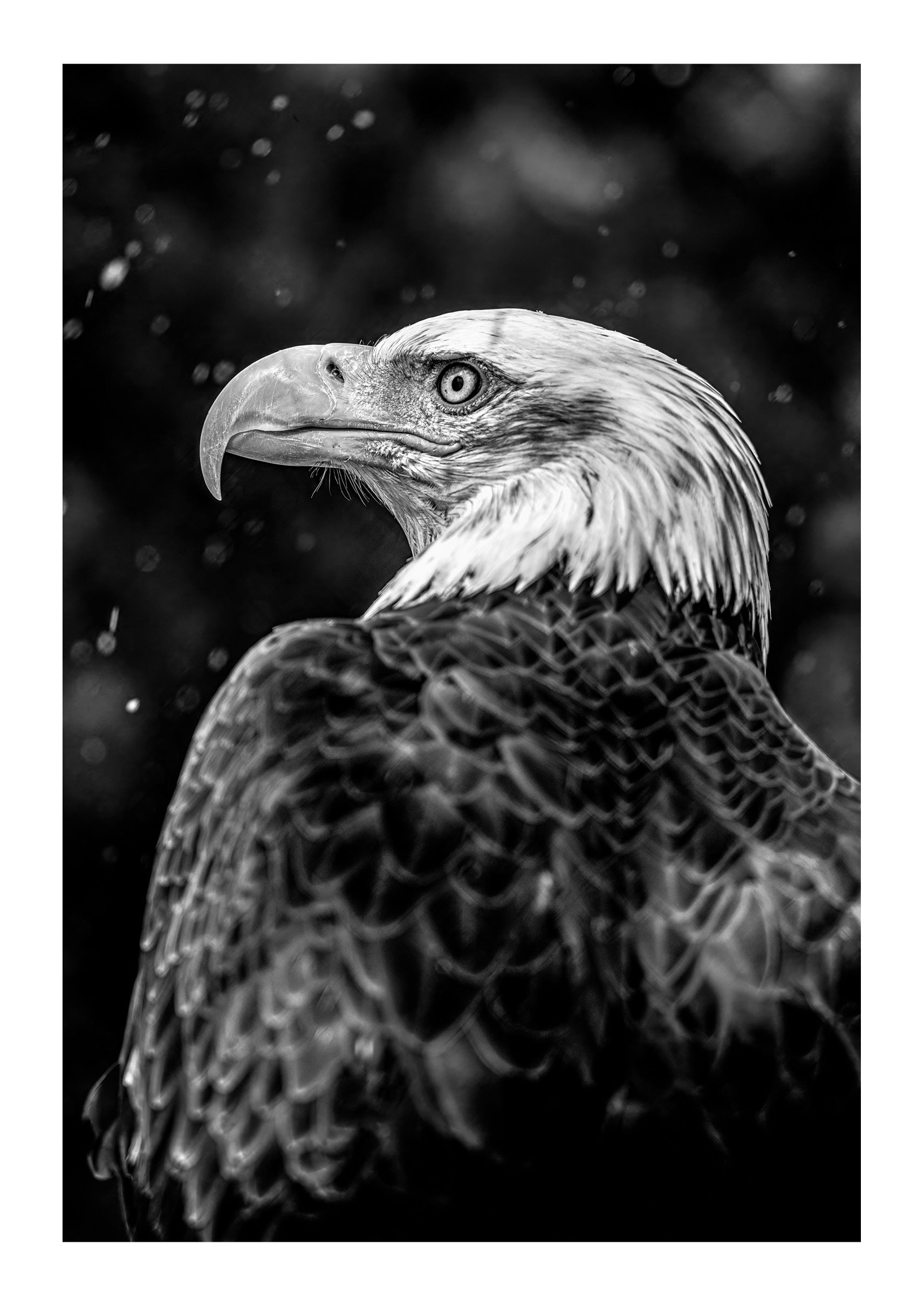 Symbol of America